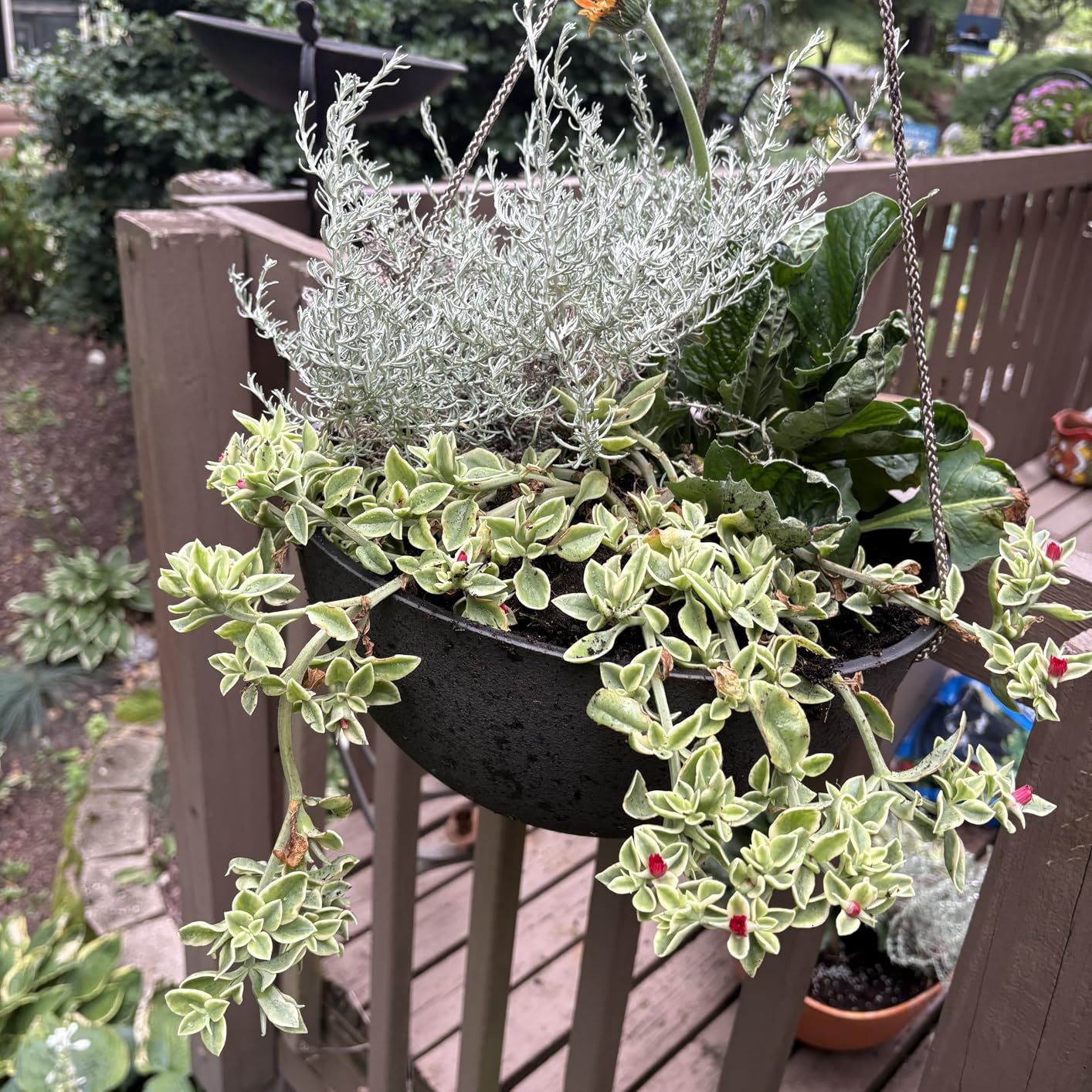 LA JOLIE MUSE Large Hanging Planters - 13 Inch Flower Pots Outdoor Indoor, Hanging Garden Planters Set of 2, New Iron Color - Customer Photo 1