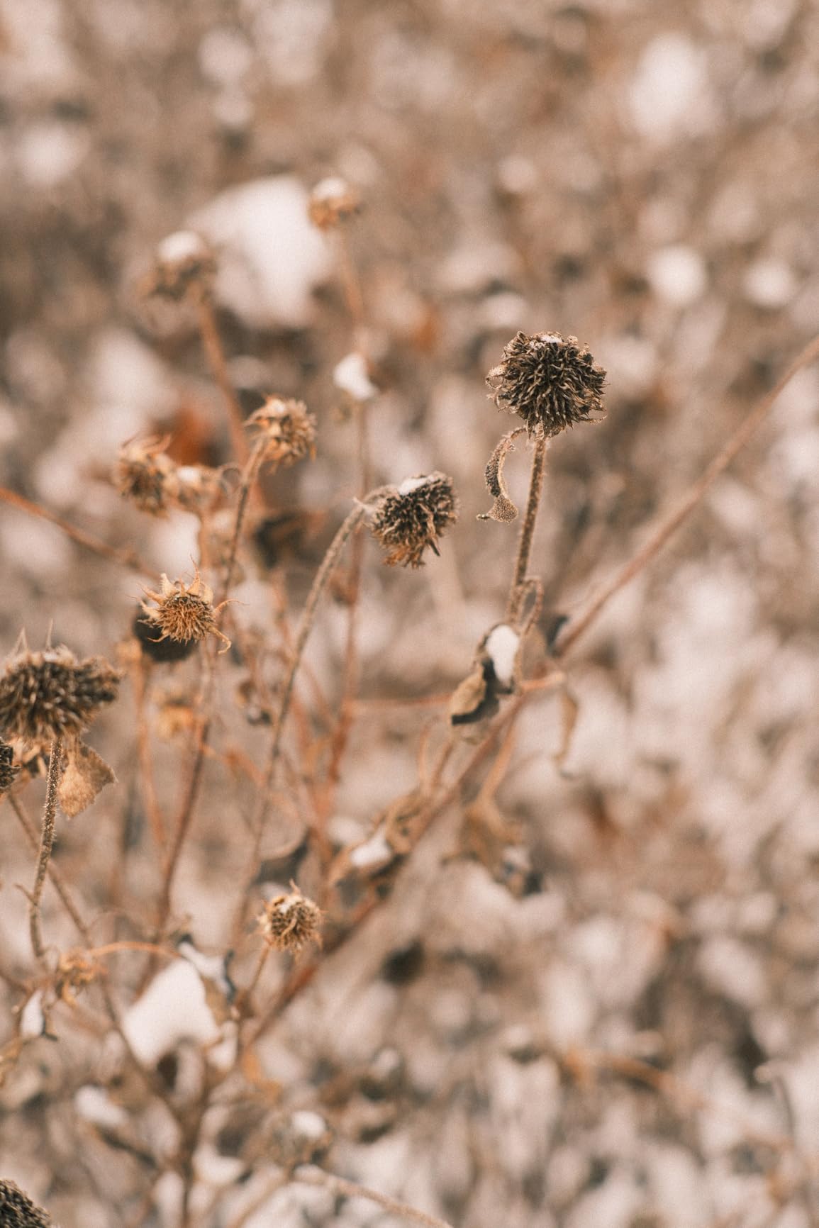 TTArtisan 50mm F1.2 APS-C Manual Focus Lens for Fuji X Mount Camera - Customer Photo 2