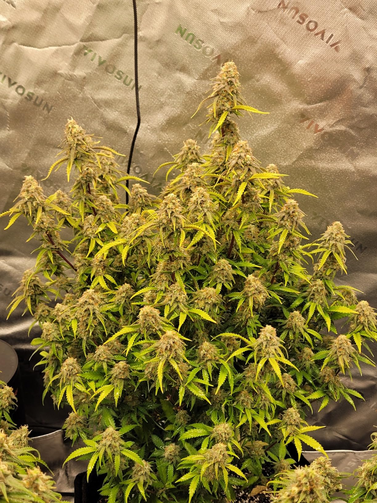 Spider Farmer Smart Air Filtration Kit 6