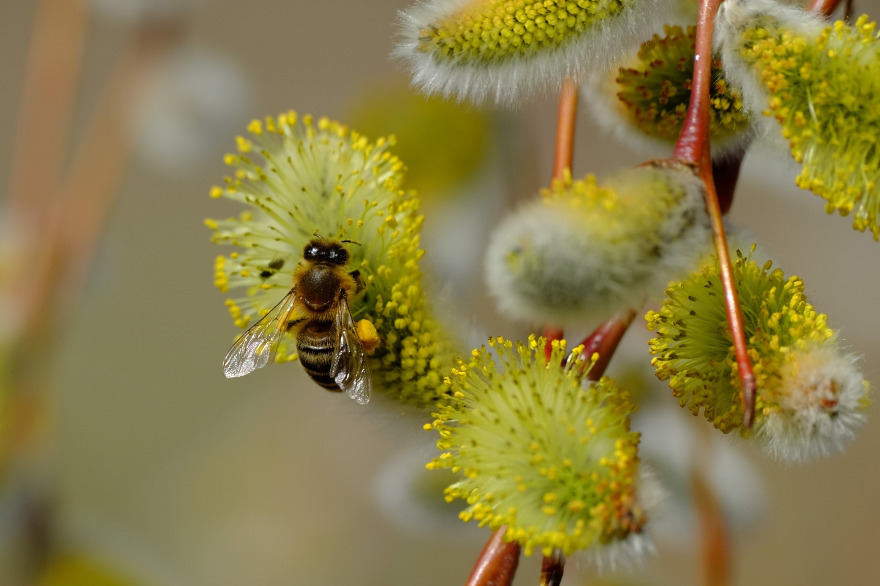 Fujinon XF70-300mmF4-5.6 LM OIS WR - Customer Photo 1
