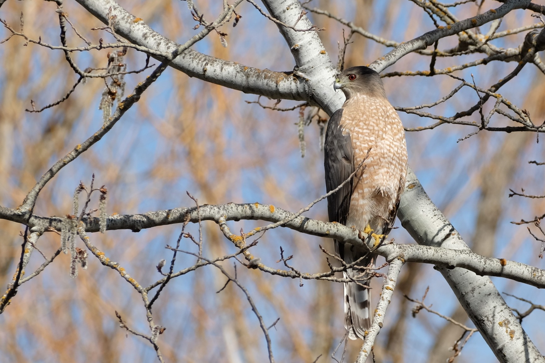 Fujifilm Fujinon XF70-300mmF4-5.6 LM OIS WR - Customer Photo 2