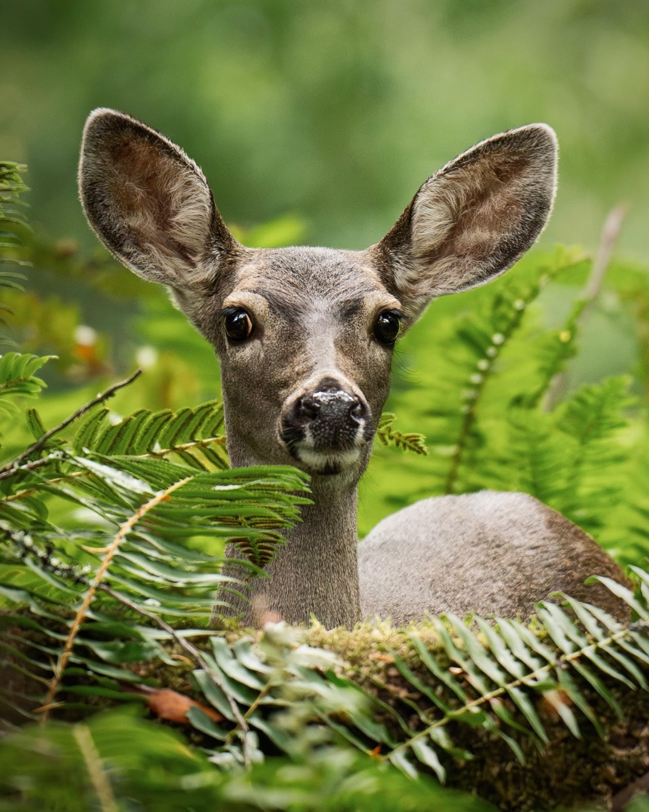 Sony Alpha 1 Full-frame Interchangeable Lens Mirrorless Camera Customer Review Sony Alpha 1 Full-frame Interchangeable Lens Mirrorless Camera - Customer Photo 1