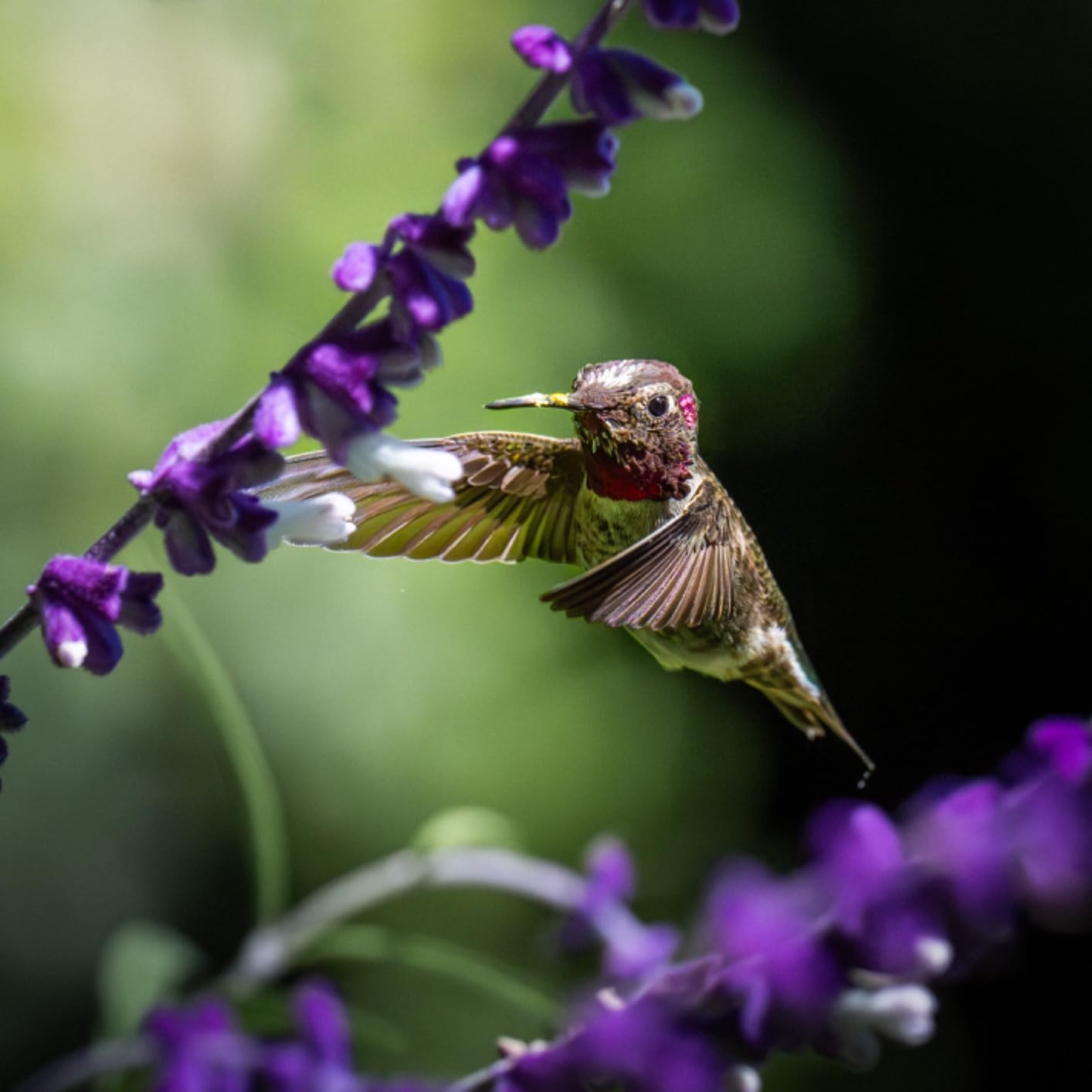 Sony Alpha 1 Full-frame Interchangeable Lens Mirrorless Camera Customer Review Sony Alpha 1 Full-frame Interchangeable Lens Mirrorless Camera - Customer Photo 2