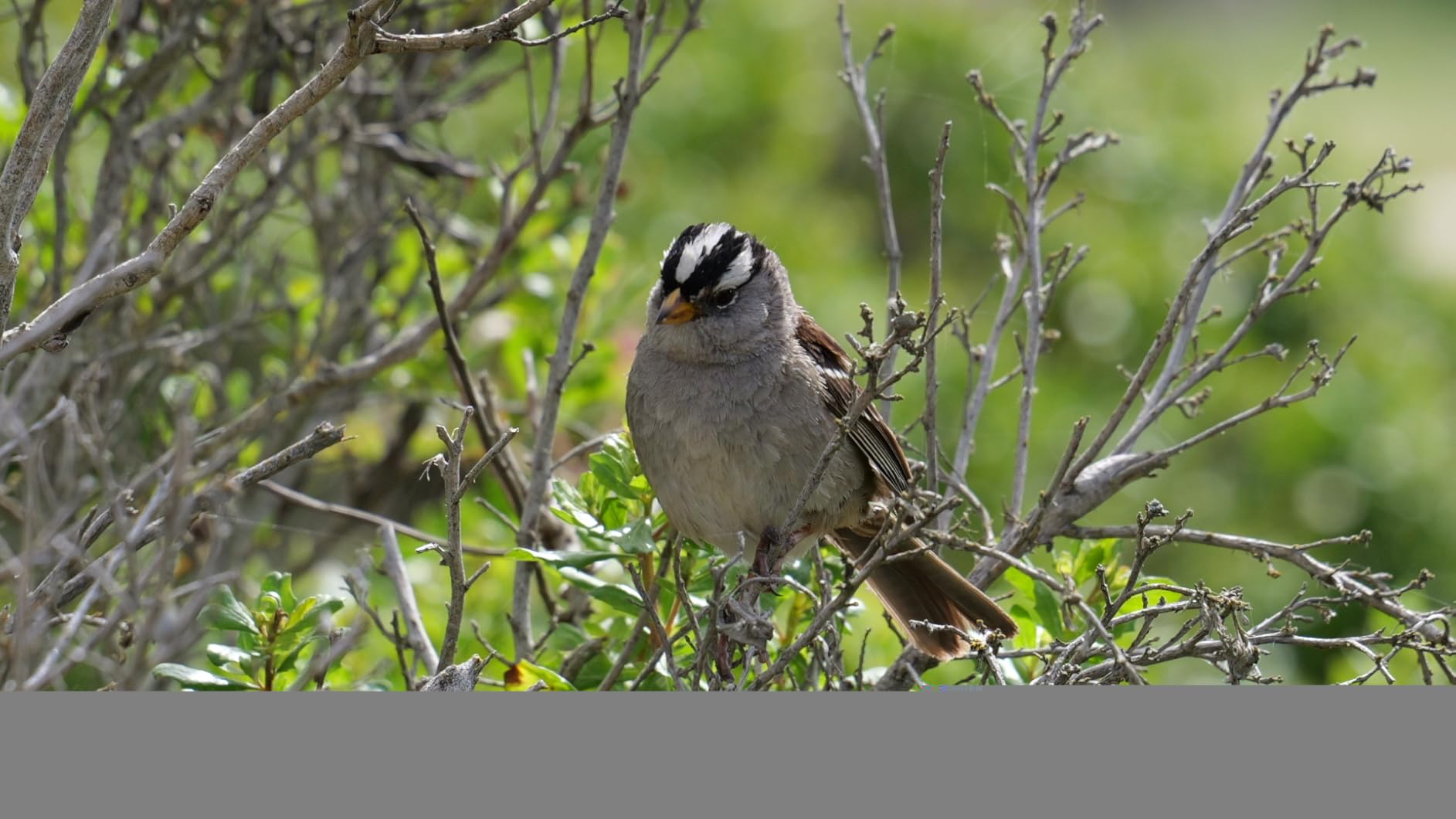 Panasonic LUMIX S Series Camera Lens, 70-300mm F4.5-5.6 Macro O.I.S. L Mount Interchangeable Lens for Mirrorless Full Frame Digital Cameras - Customer Photo 1