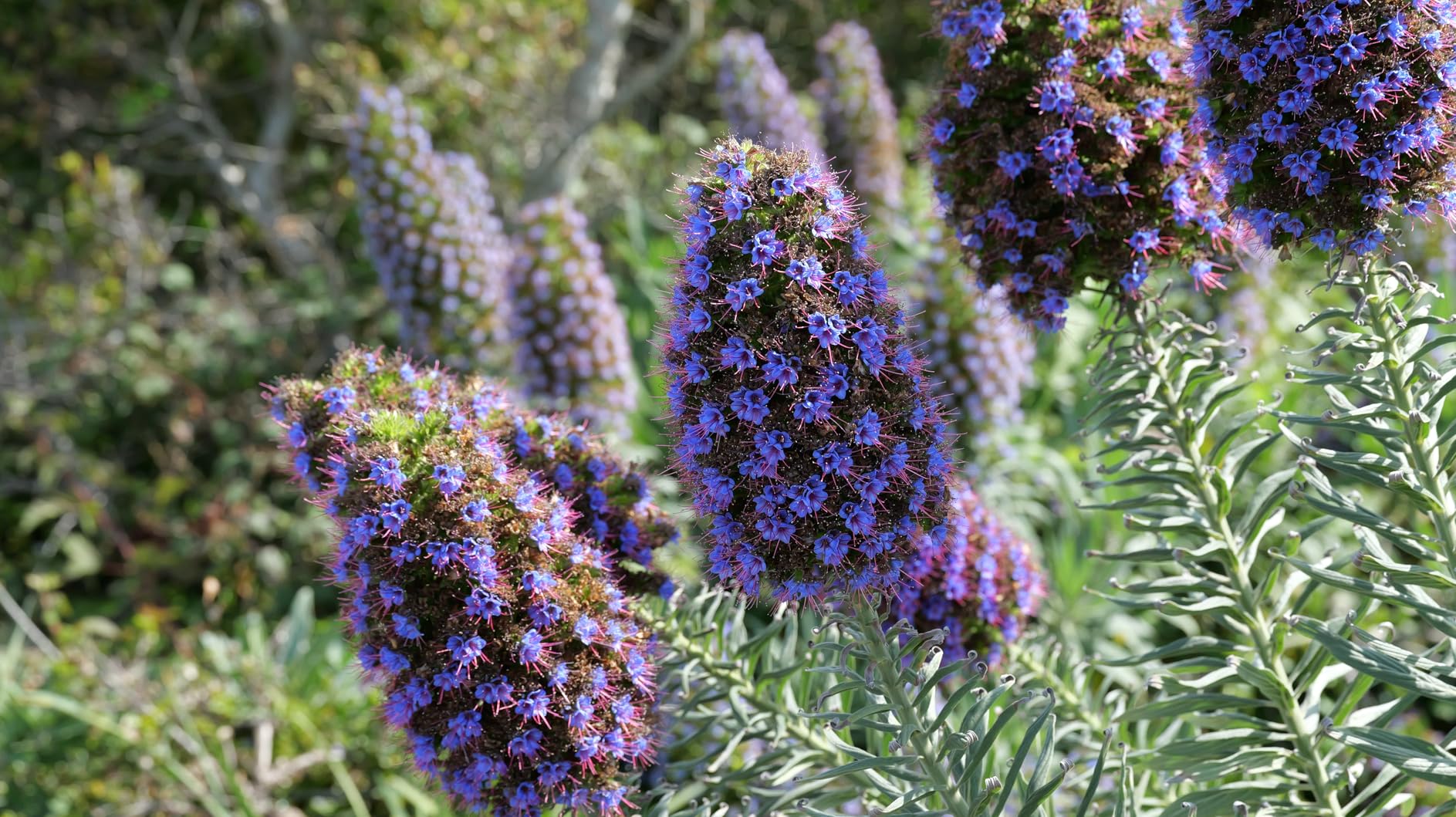 Panasonic LUMIX S Series Camera Lens, 70-300mm F4.5-5.6 Macro O.I.S. L Mount Interchangeable Lens for Mirrorless Full Frame Digital Cameras - Customer Photo 2