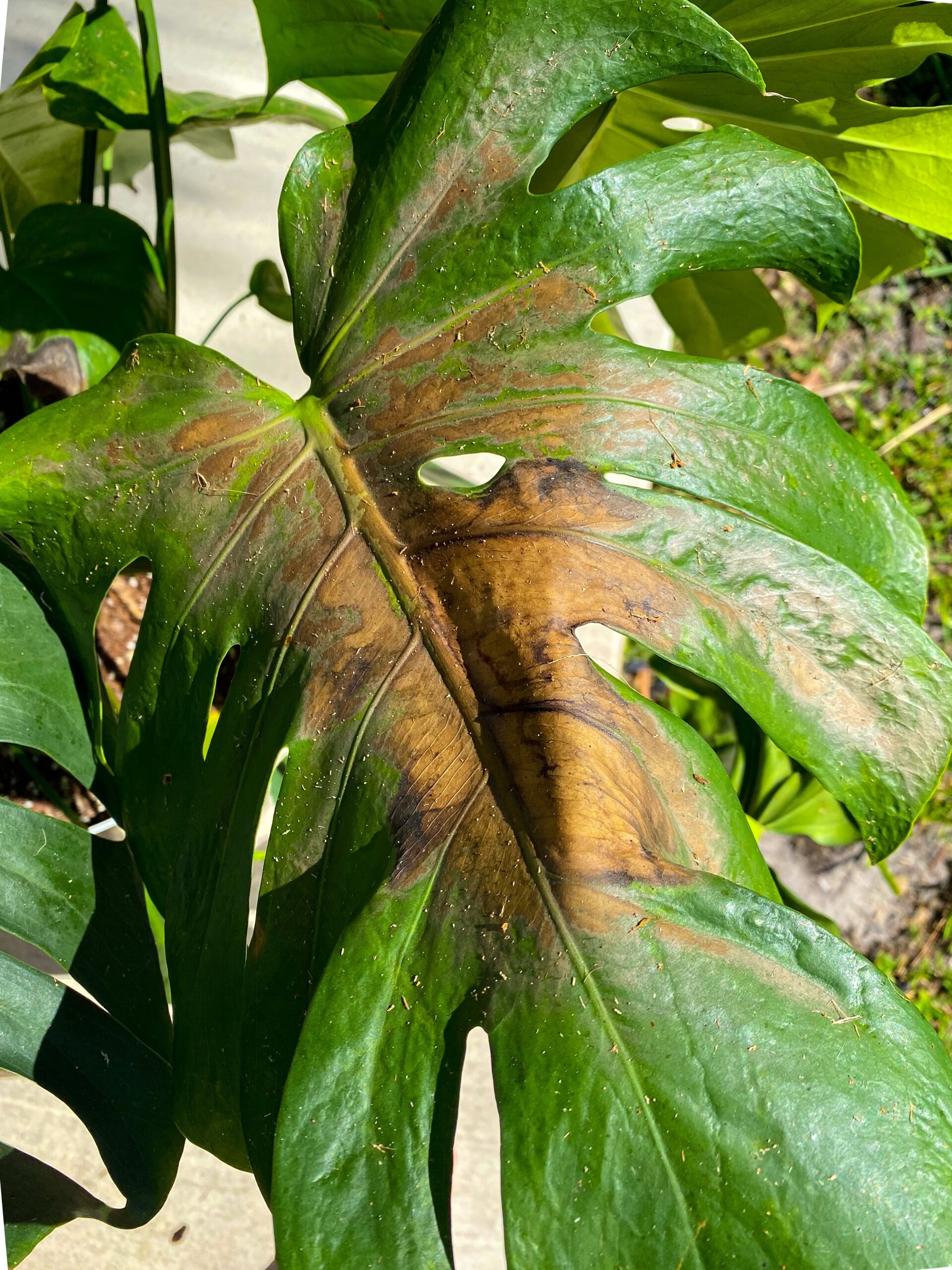 Earth's Ally Outdoor Indoor Plant Insecticide Concentrate - Insecticidal Soap for Plants - Insect Repellent Pest Control for Spider Mite, Aphid, Mealybug - Bee, Pet, Kid Safe - 32 Oz, Makes 5 Gallons - Customer Photo 5