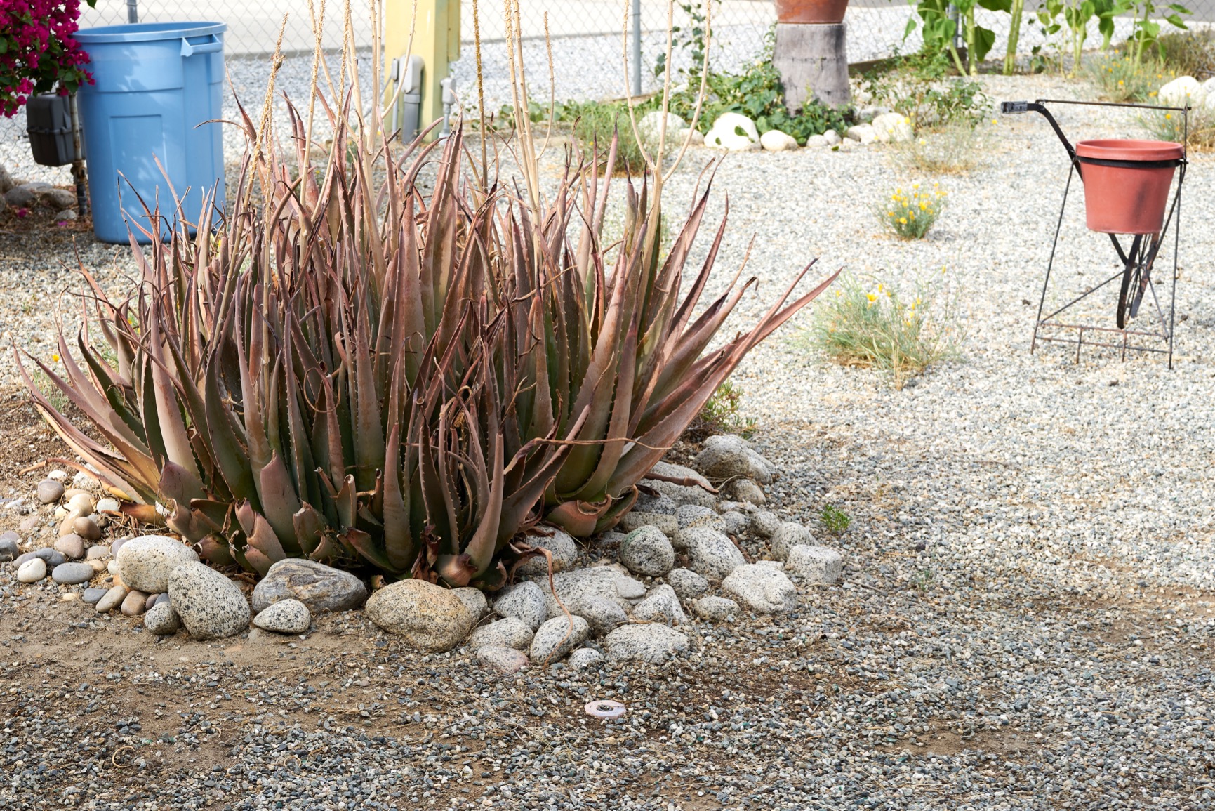 Sony FE 50mm F2.5 G Full-Frame Ultra-Compact G Lens - Customer Photo 1