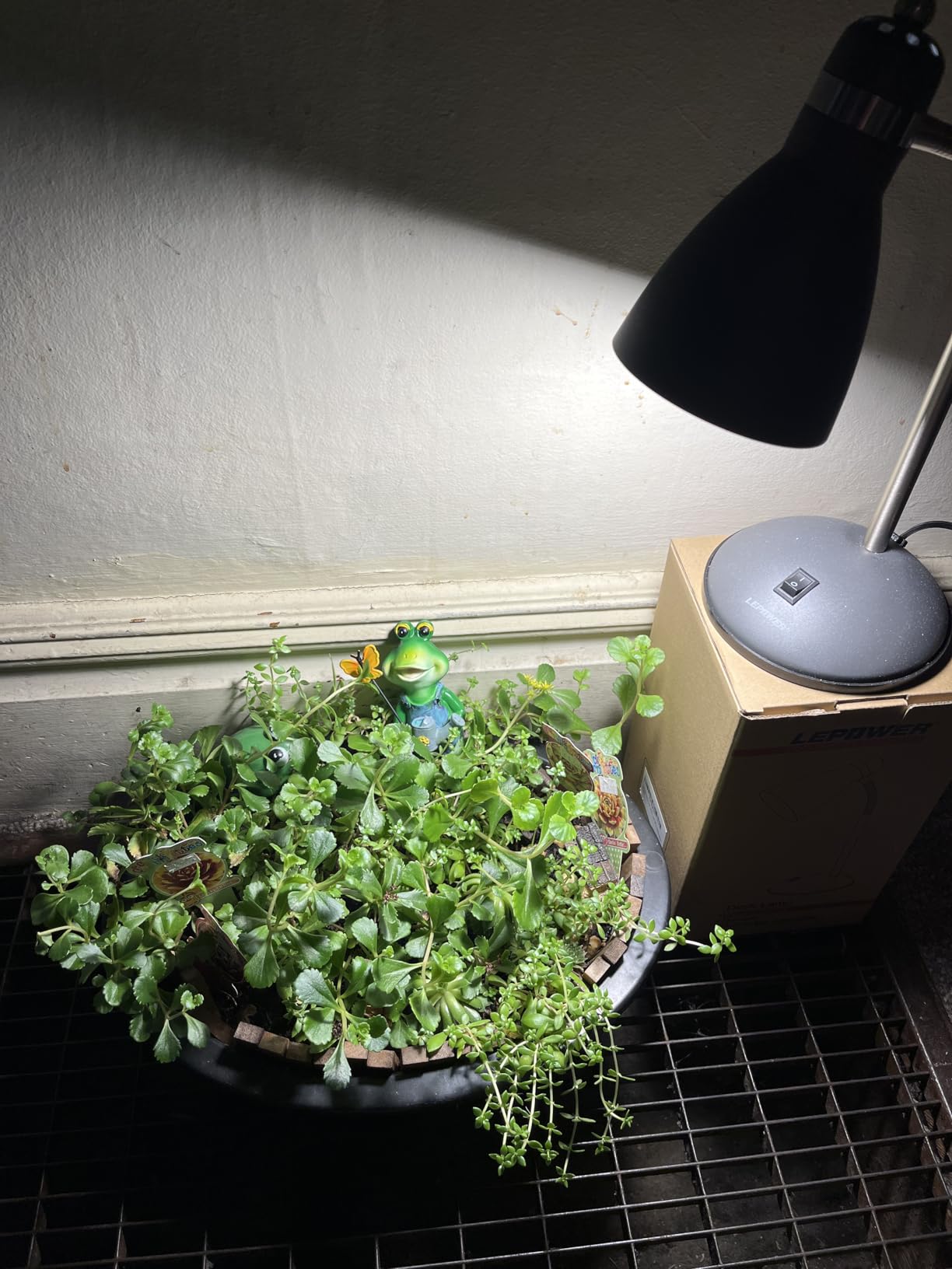 Grow Light Bulbs, Briignite LED Grow Light Bulb A19 Bulb, Full Spectrum Grow Light Bulb, Plant Light Bulbs E26 Base, 11W Grow Bulb 100W Equivalent, Grow Light for Indoor Plants, Seed Starting, 2Pack - Customer Photo 1