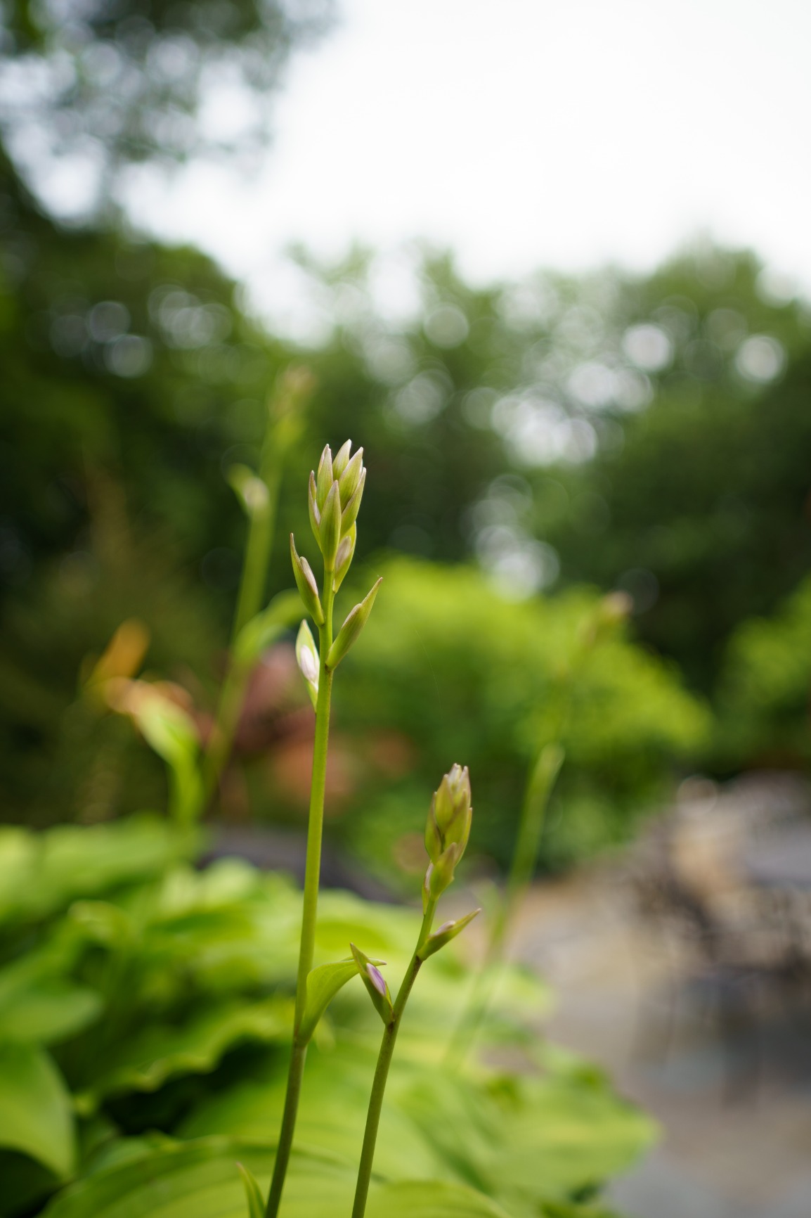Samyang 24mm F1.8 AF Full Frame Lens for Sony E - Wide Angle Lens with Astrophotography Mode Custom Switch and Weather Sealing - Customer Photo 1