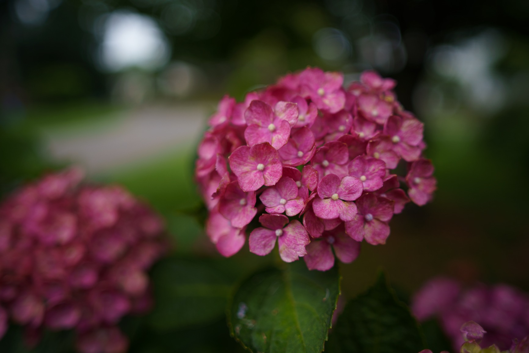Samyang 24mm F1.8 AF Full Frame Lens for Sony E - Wide Angle Lens with Astrophotography Mode Custom Switch and Weather Sealing - Customer Photo 2