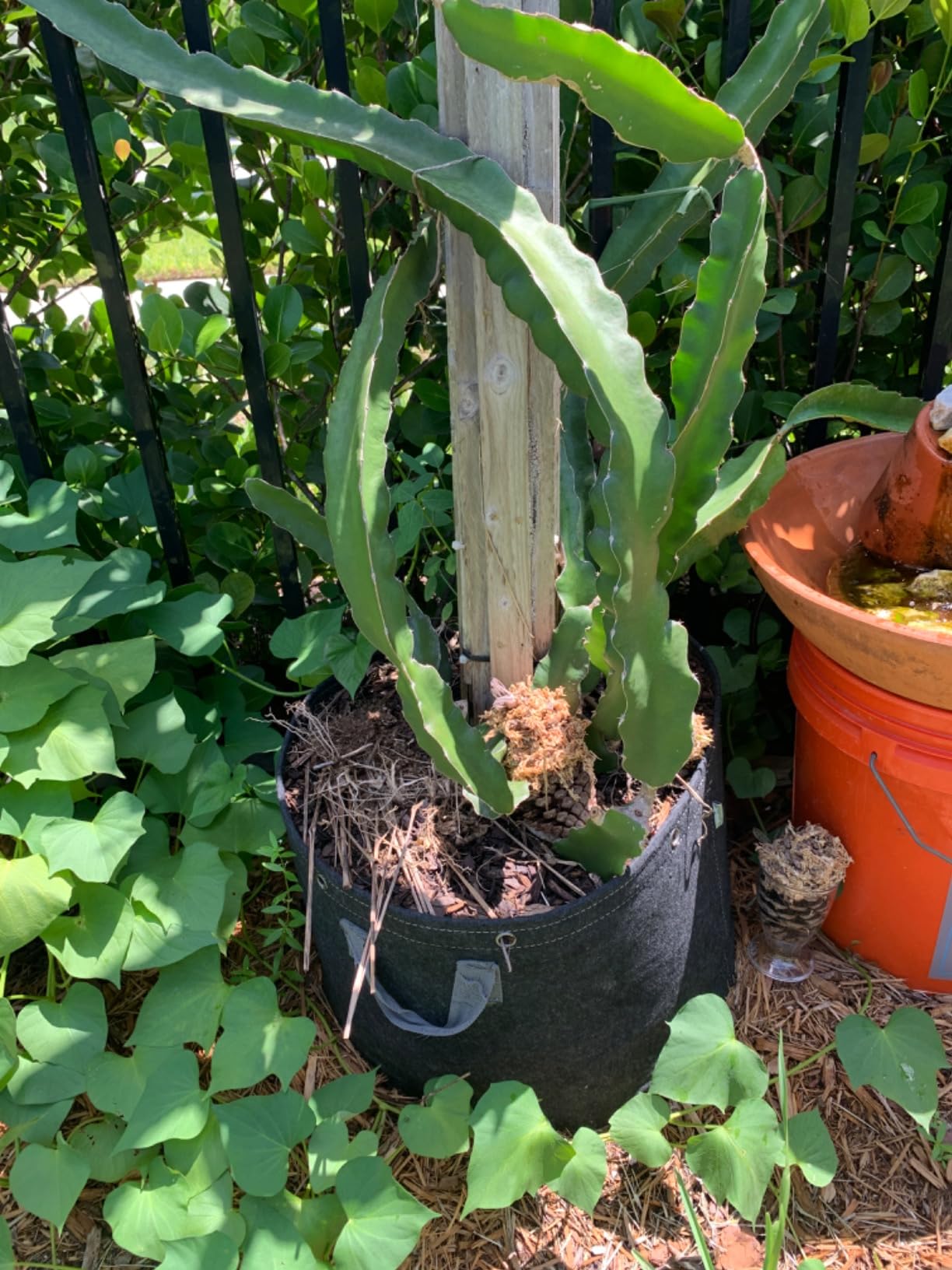 AC Infinity Heavy Duty Fabric Pots, 5 Gallon Aeration Reusable Grow Bags 5-Pack with 500G Thick Nonwoven Fabric and Multi-Purpose Rings, for Low Stress Plant Training Fruits, Vegetables, and Flowers - Customer Photo 2