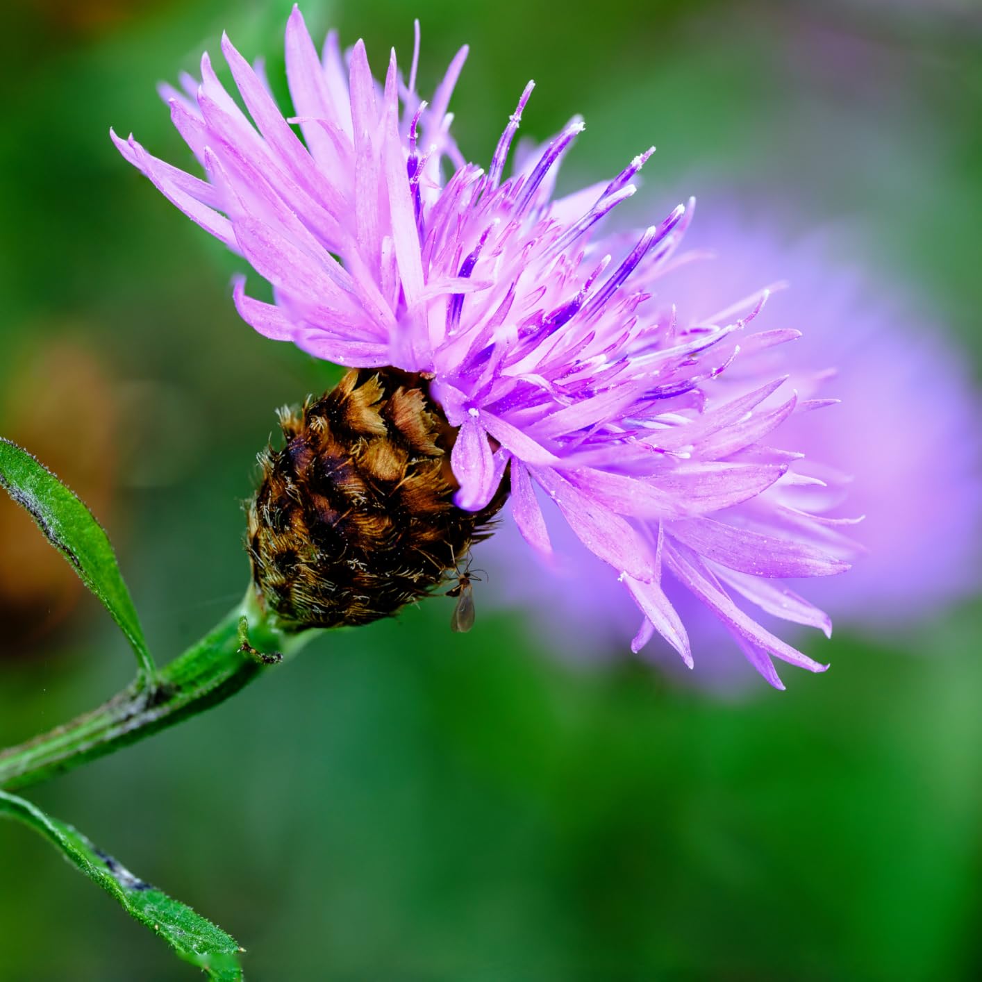 Nikon NIKKOR Z MC 105mm f/2.8 VR S Macro Lens - Customer Photo 1