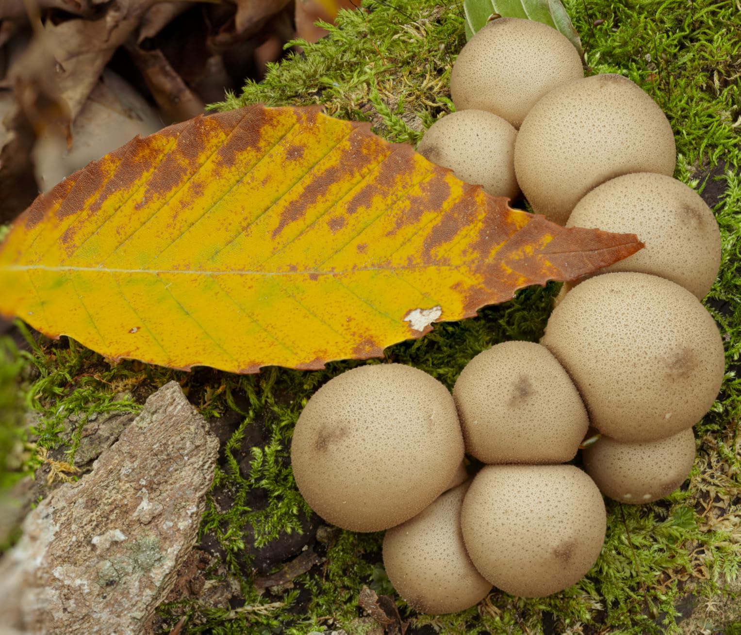 Product - Customer Photo 2