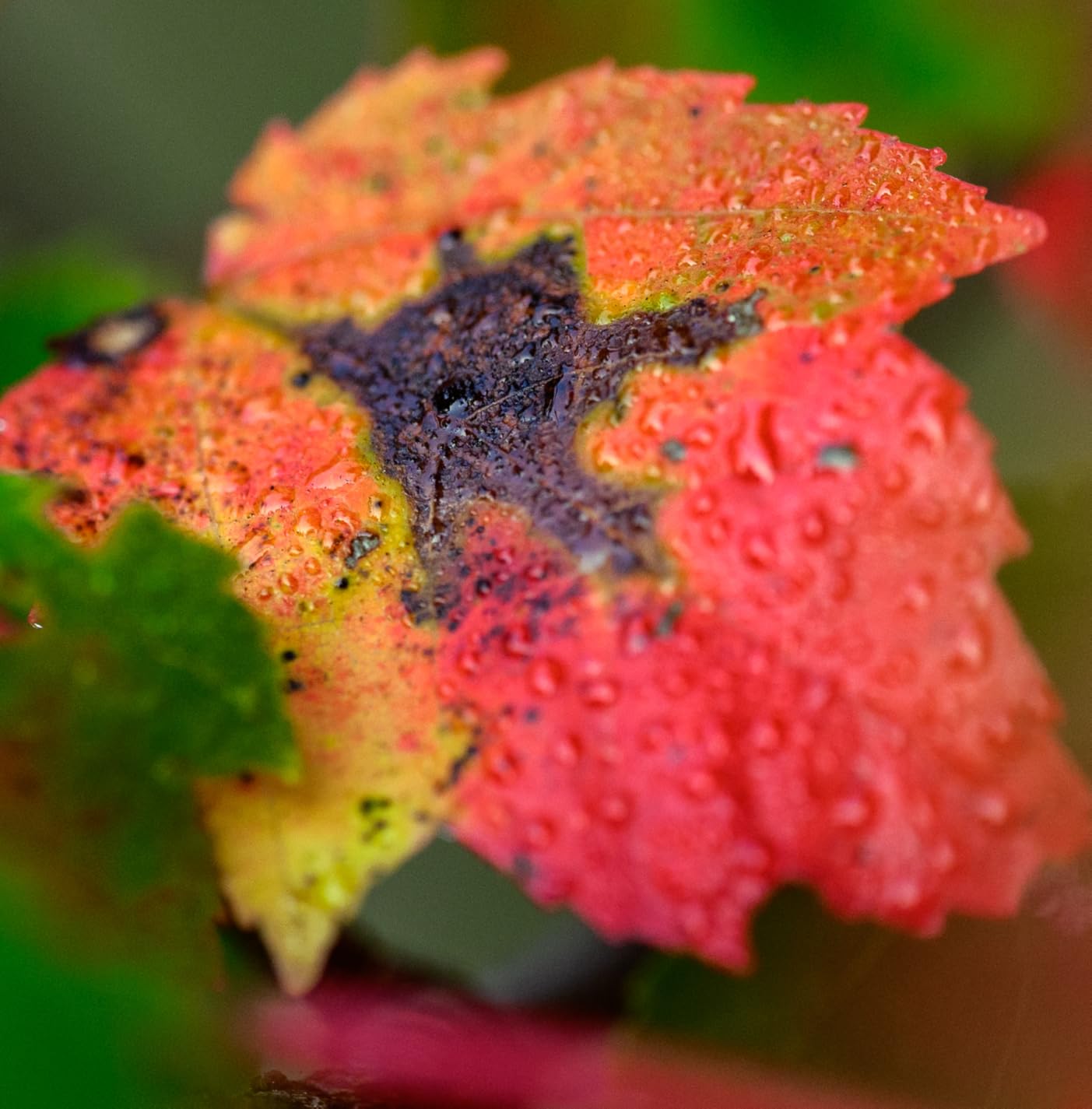 NIKKOR Z MC 105mm f/2.8 VR S | Professional macro prime lens for Z series mirrorless cameras | Nikon USA Model - Customer Photo 5