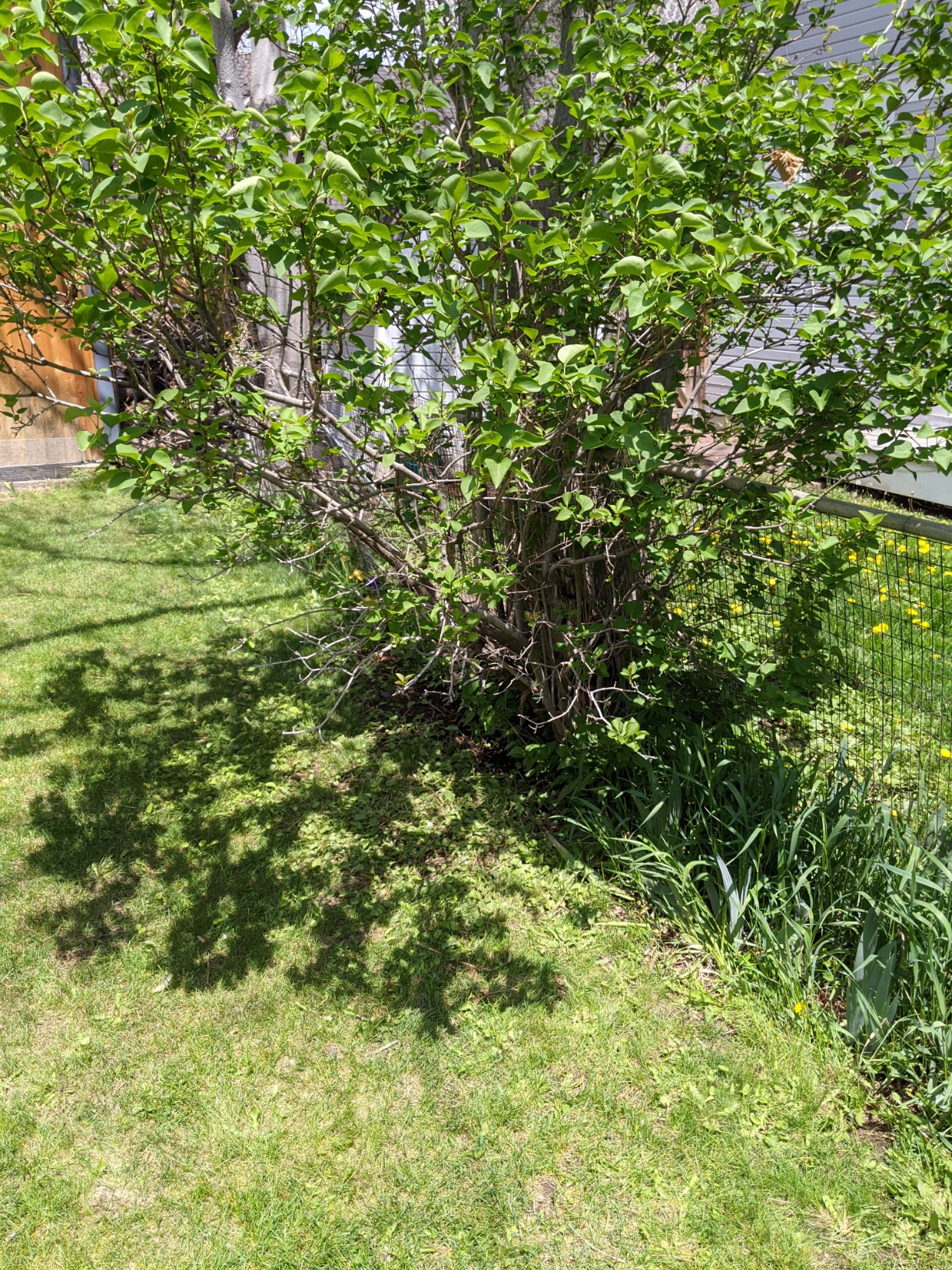 Worx Landroid L 20V 5.0Ah Robotic Lawn Mower 1/2 Acre / 21,780 Sq Ft. Power Share - WR155 (Battery & Charger Included) - Customer Photo 2