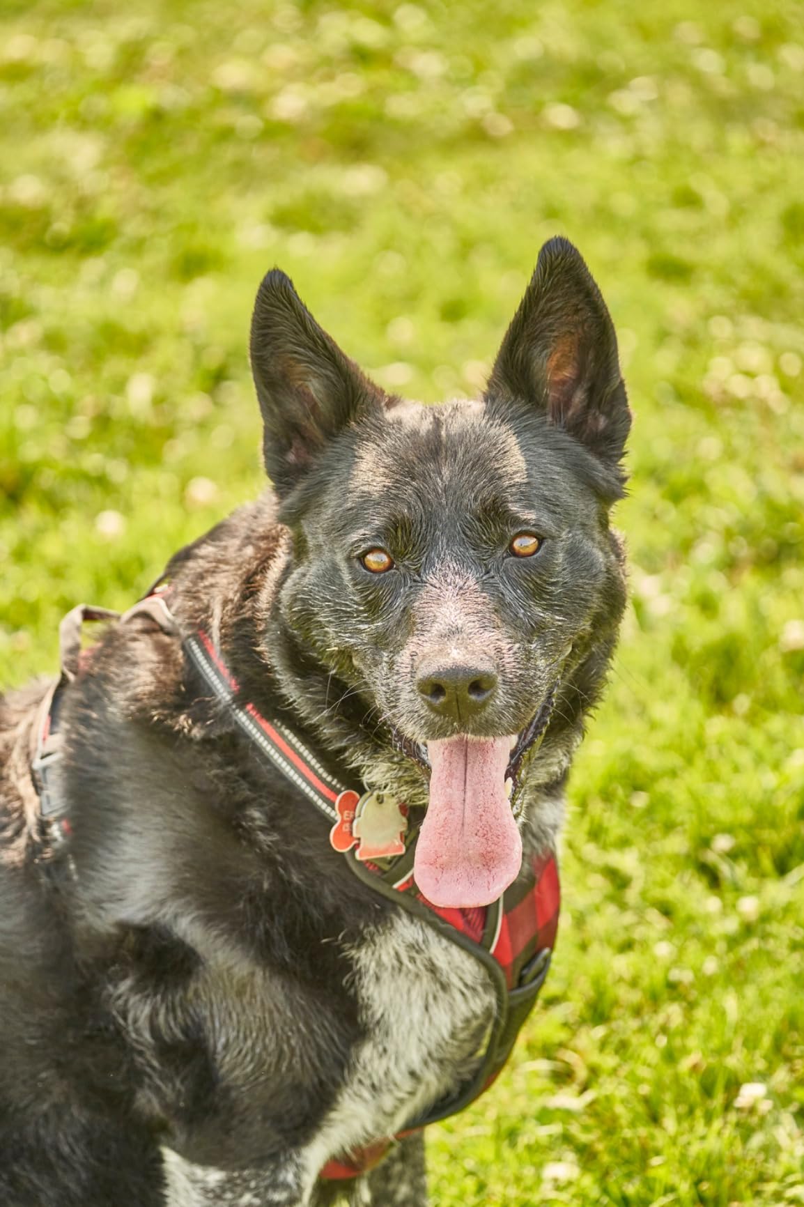 Tamron 150-500mm f/5-6.7 Di III VC VXD Lens for Full Frame Sony Mirrorless Camera - Customer Photo 2