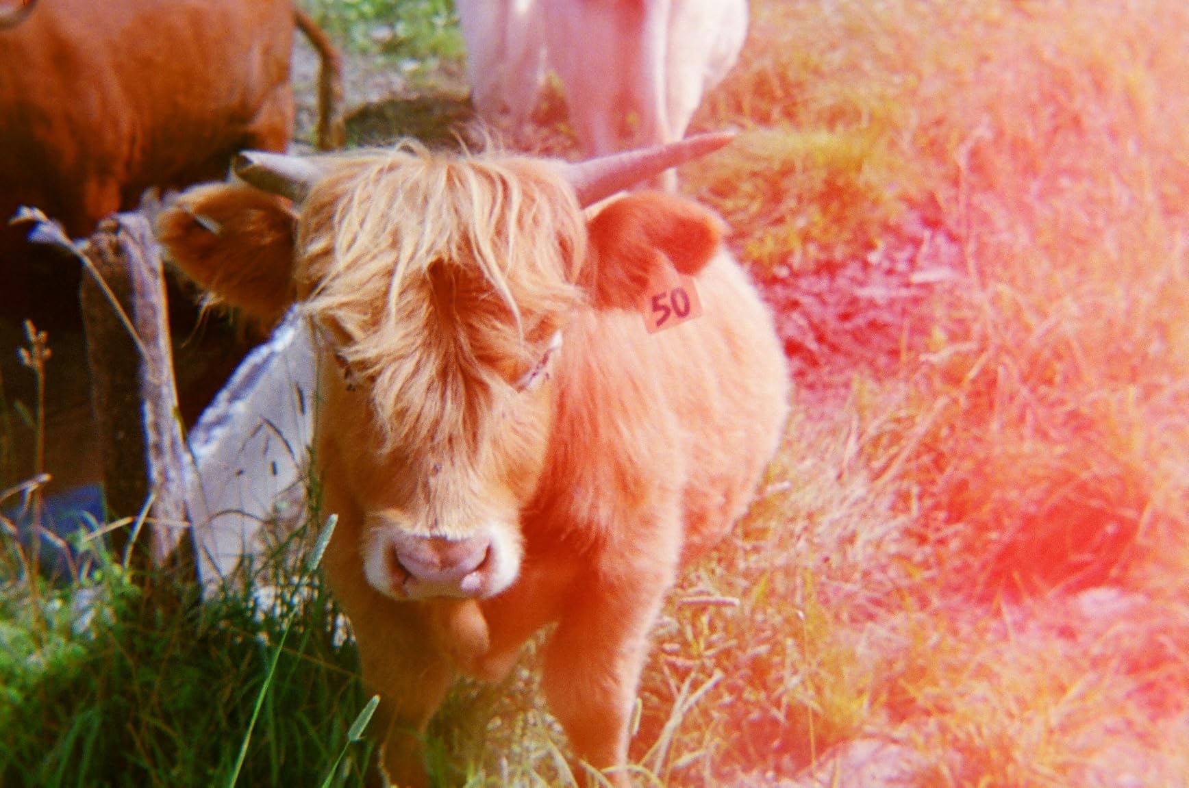 Holga 120N Plastic Medium Format Film Camera (Red/White) - Customer Photo 1