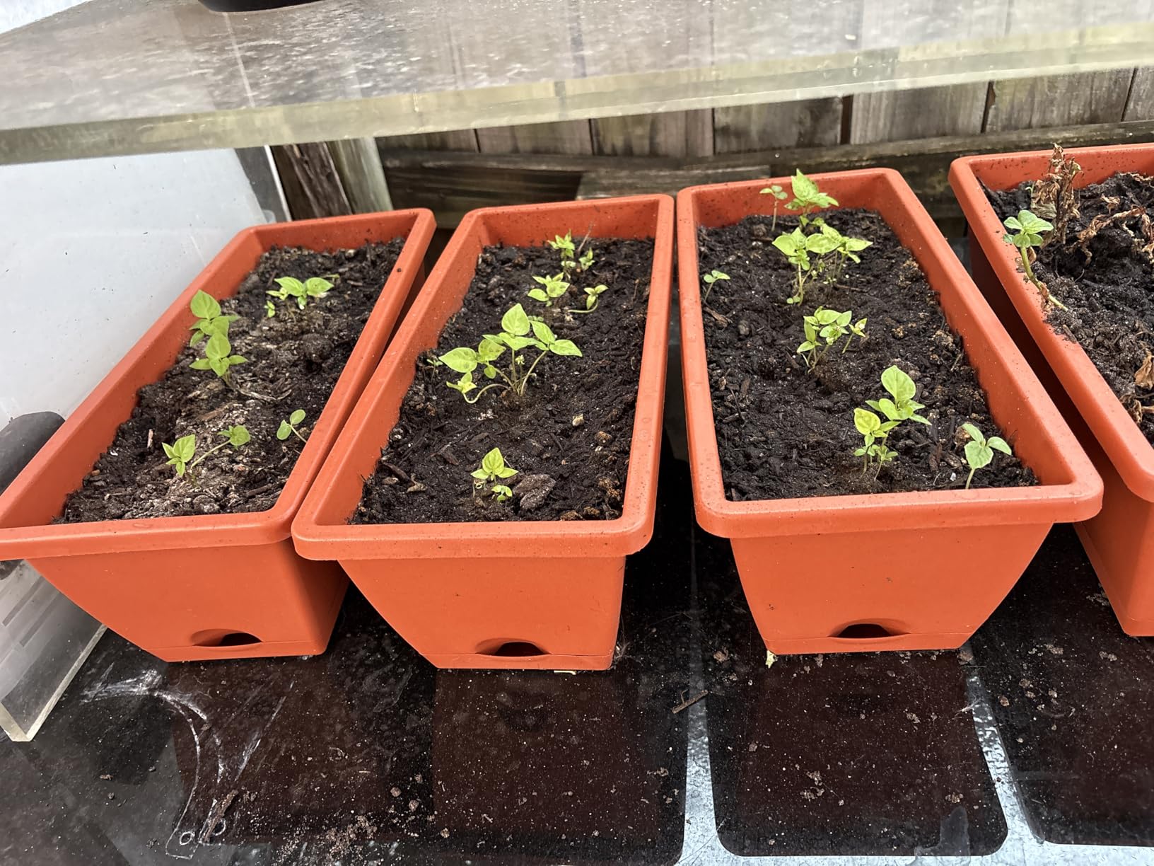 Window Box Planter, 7 Pack Plastic Vegetable Flower Planters Boxes 17 Inches Rectangular Flower Pots with Saucers for Indoor Outdoor Garden, Patio, Home Decor (Red) - Customer Photo 1