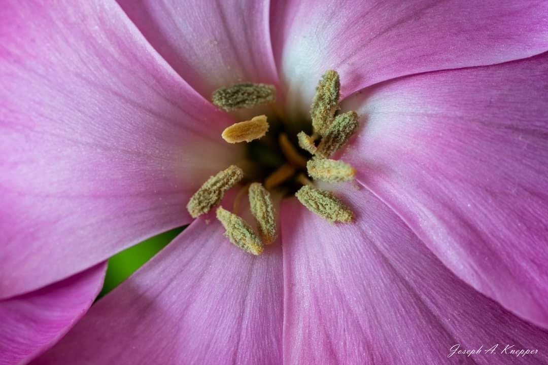 7artisans 60mm F2.8 Mark II Macro Manual Focus Camera Lens APS-C Mirrorless Camera Lens for Sony E Mount - Customer Photo 4