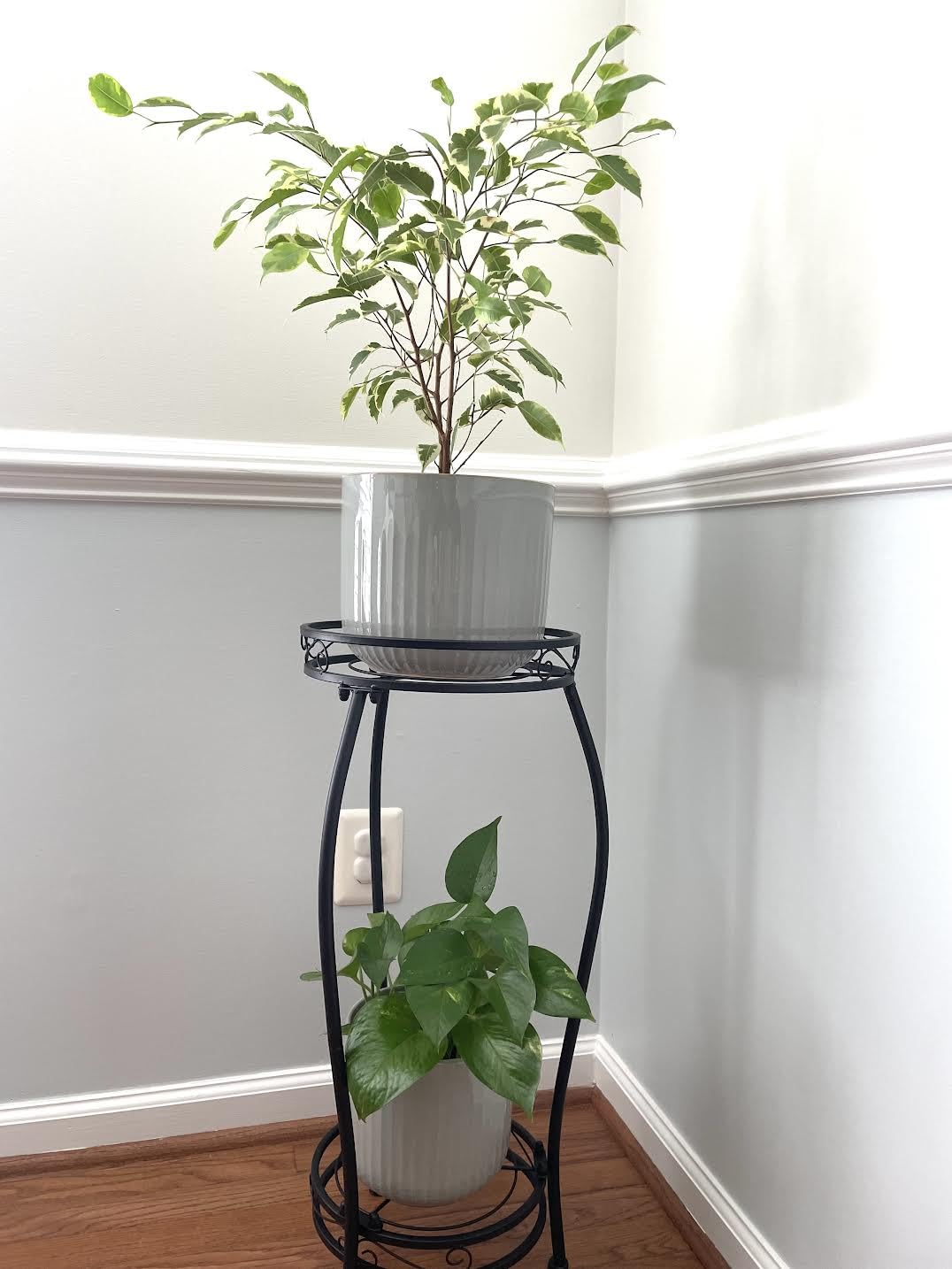 LE TAUCI Fluted Ceramic Planters Set of 3 – 8.3/7 / 5.7 in Dark Olive Reactive Cylinder Indoor Plant Pots with Drainage Plug & Mesh, Glossy Stoneware Flower Pots for Succulents Herbs Customer Review LE TAUCI Fluted Ceramic Planters Set of 3 – 8.3/7 / 5.7 in Dark Olive Reactive Cylinder Indoor Plant Pots with Drainage Plug & Mesh, Glossy Stoneware Flower Pots for Succulents Herbs - Customer Photo 1