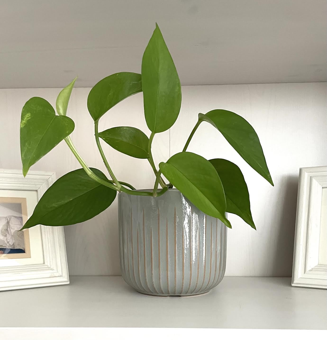 LE TAUCI Fluted Ceramic Planters Set of 3 – 8.3/7 / 5.7 in Dark Olive Reactive Cylinder Indoor Plant Pots with Drainage Plug & Mesh, Glossy Stoneware Flower Pots for Succulents Herbs Customer Review LE TAUCI Fluted Ceramic Planters Set of 3 – 8.3/7 / 5.7 in Dark Olive Reactive Cylinder Indoor Plant Pots with Drainage Plug & Mesh, Glossy Stoneware Flower Pots for Succulents Herbs - Customer Photo 2