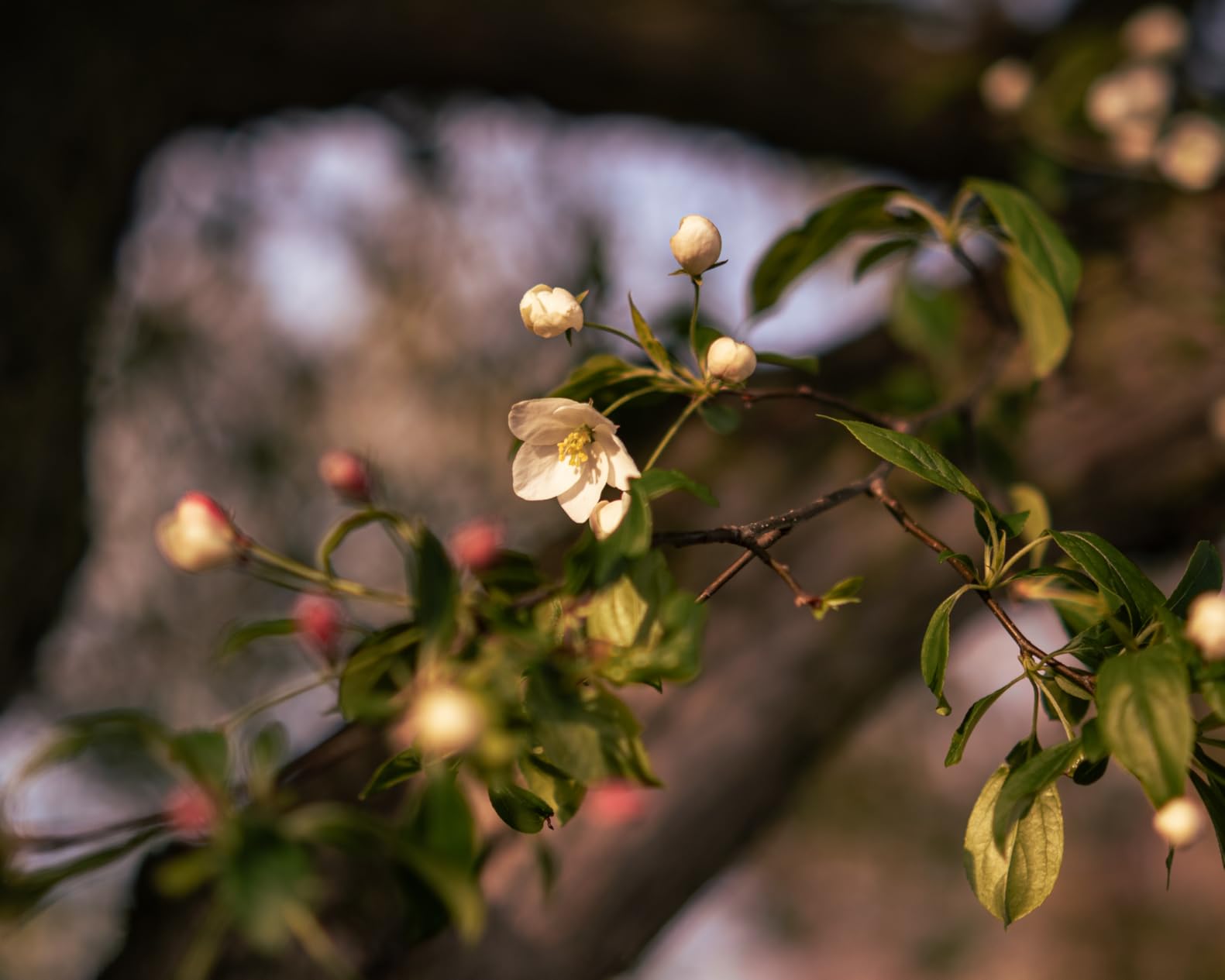 VILTROX 24mm F1.8 Wide Angle Lens Auto Focus Full Frame Prime Lens Compatible with Nikon Z-Mount Cameras - Customer Photo 1