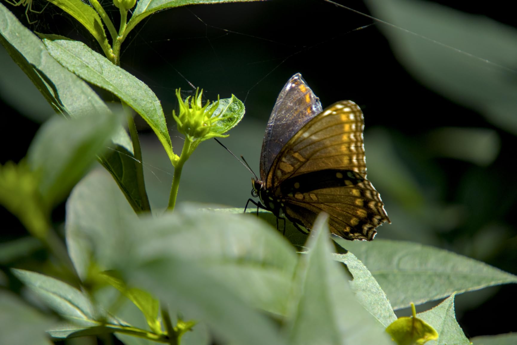 Tamron 18-300mm F/3.5-6.3 Di III-A VC VXD Lens for Sony E APS-C Mirrorless Cameras (Black) Customer Review Tamron 18-300mm F/3.5-6.3 Di III-A VC VXD Lens for Sony E APS-C Mirrorless Cameras (Black) - Customer Photo 1