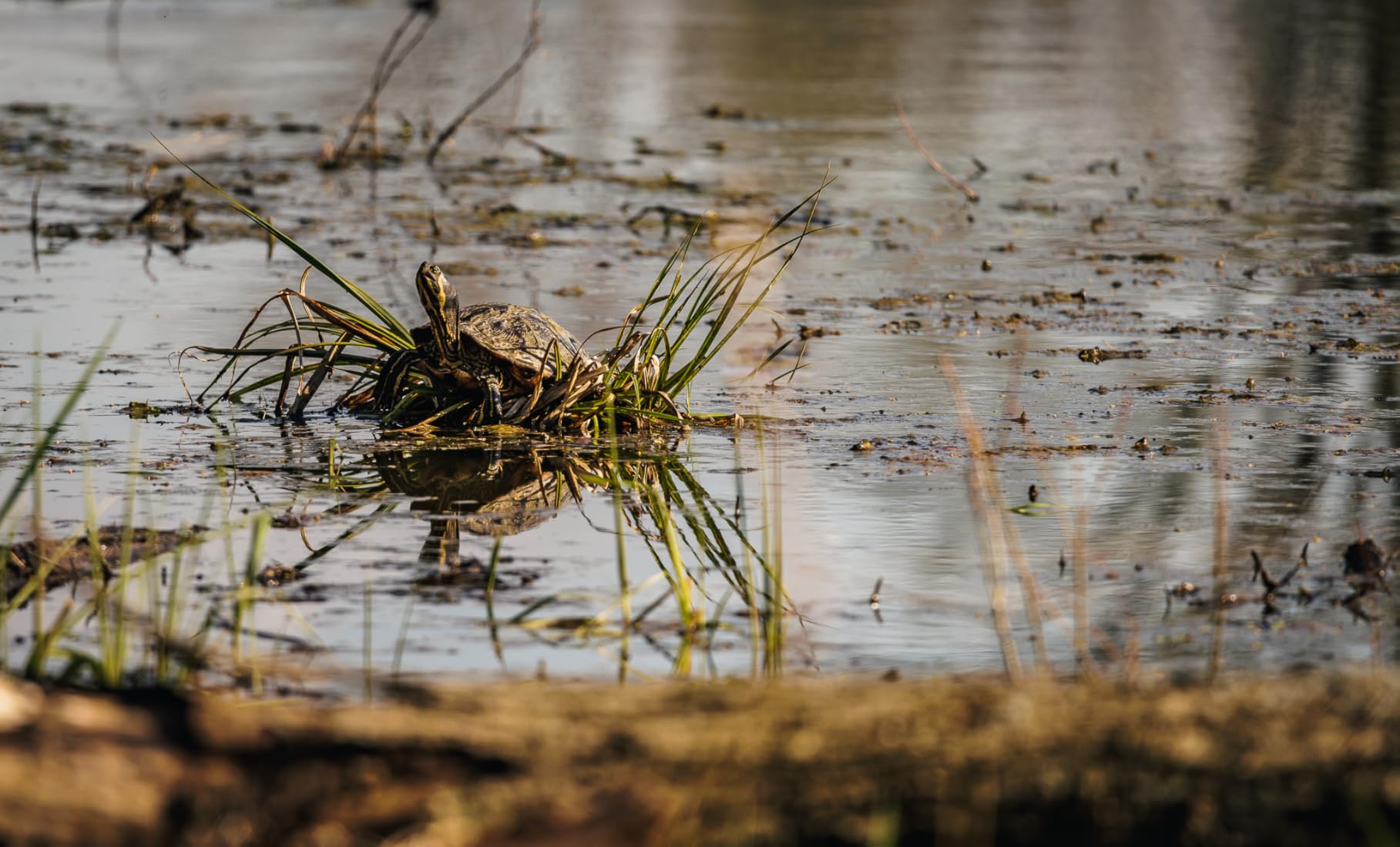 RF100-400mm F5.6-8 is USM Black - Customer Photo 1