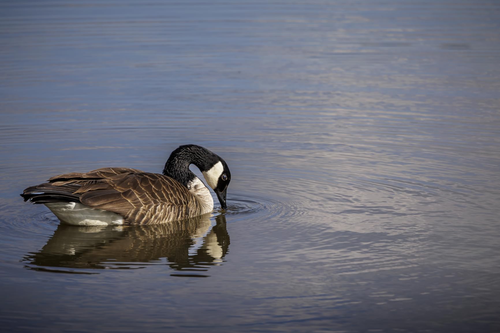 Canon RF 100-400mm f/5.6-8 IS USM Lens - Customer Photo 2