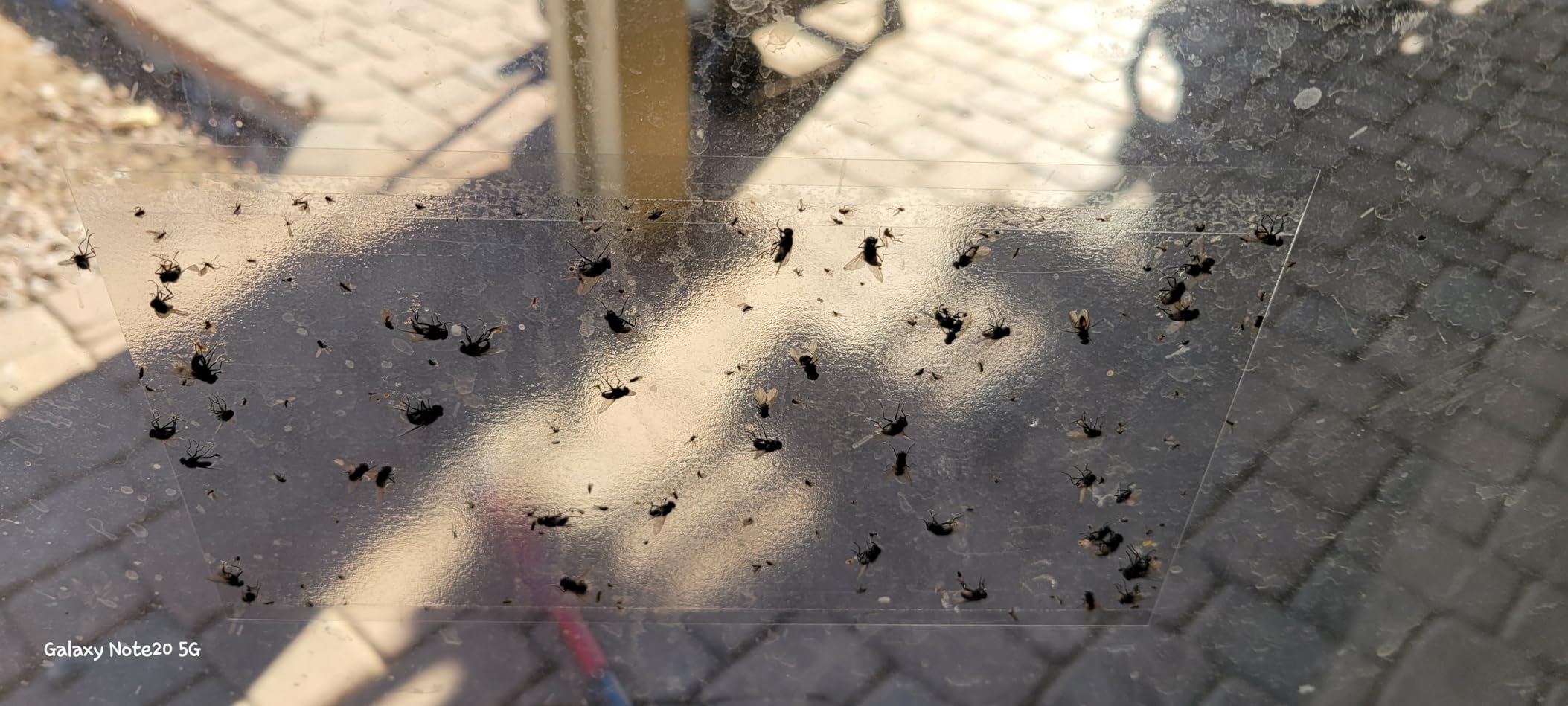 LFSYS 50 Pack Window Fly Trap, Fruit Fly Traps for Indoors, Fly Paper Sticky Strips, Fly Traps for Indoors Clear Customer Review LFSYS 50 Pack Window Fly Trap, Fruit Fly Traps for Indoors, Fly Paper Sticky Strips, Fly Traps for Indoors Clear - Customer Photo 1