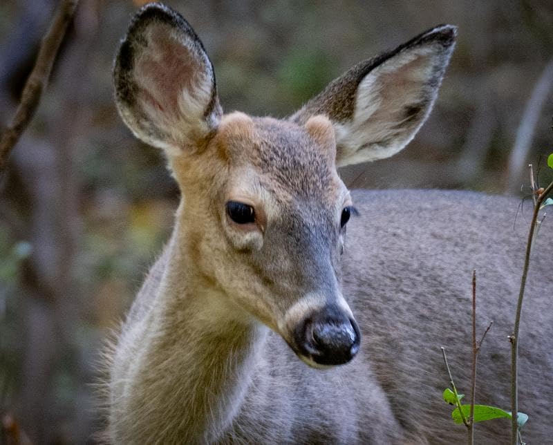 Tamron 28-75mm F/2.8 Di III VXD G2 for Sony E-Mount Full Frame/APS-C (6 Year Limited USA Warranty) Customer Review Tamron 28-75mm F/2.8 Di III VXD G2 for Sony E-Mount Full Frame/APS-C (6 Year Limited USA Warranty) - Customer Photo 2