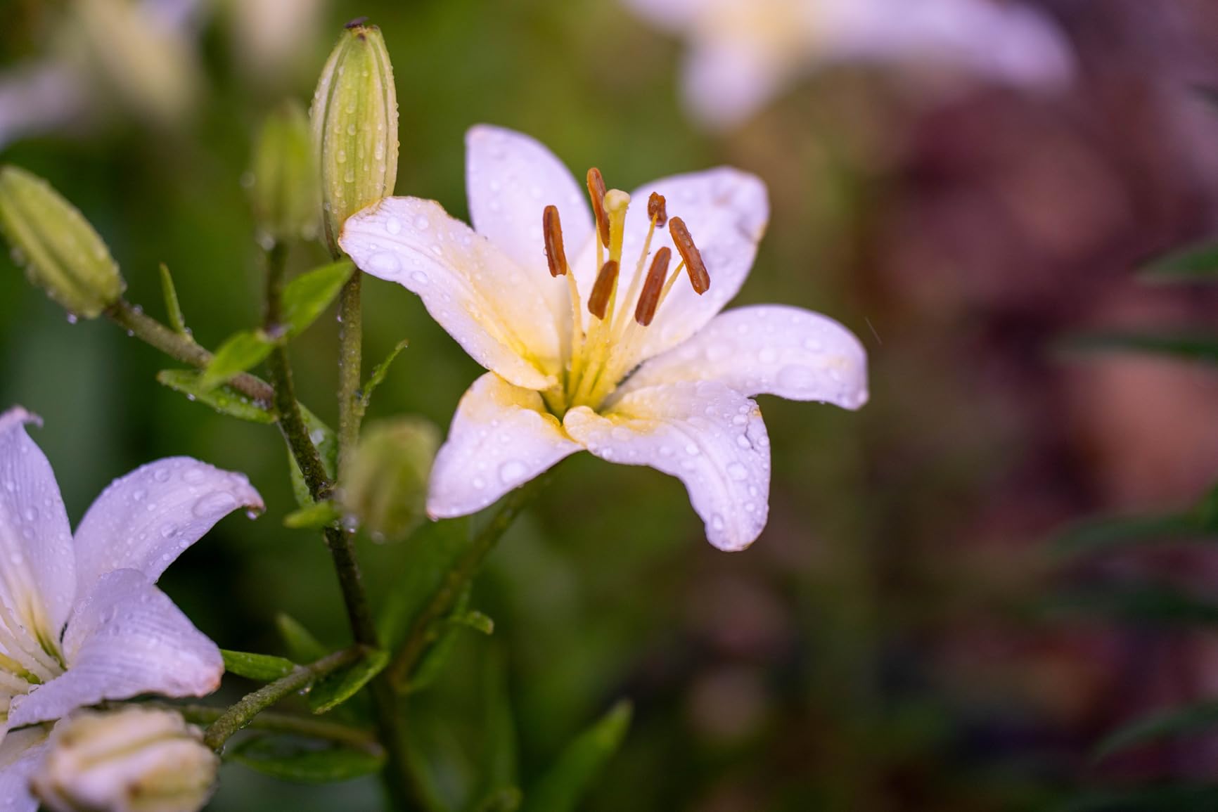 Tamron 35-150mm F/2-2.8 Di III VXD for Sony E-Mount Full Frame/APS-C (6 Year Limited USA Warranty) - Customer Photo 1