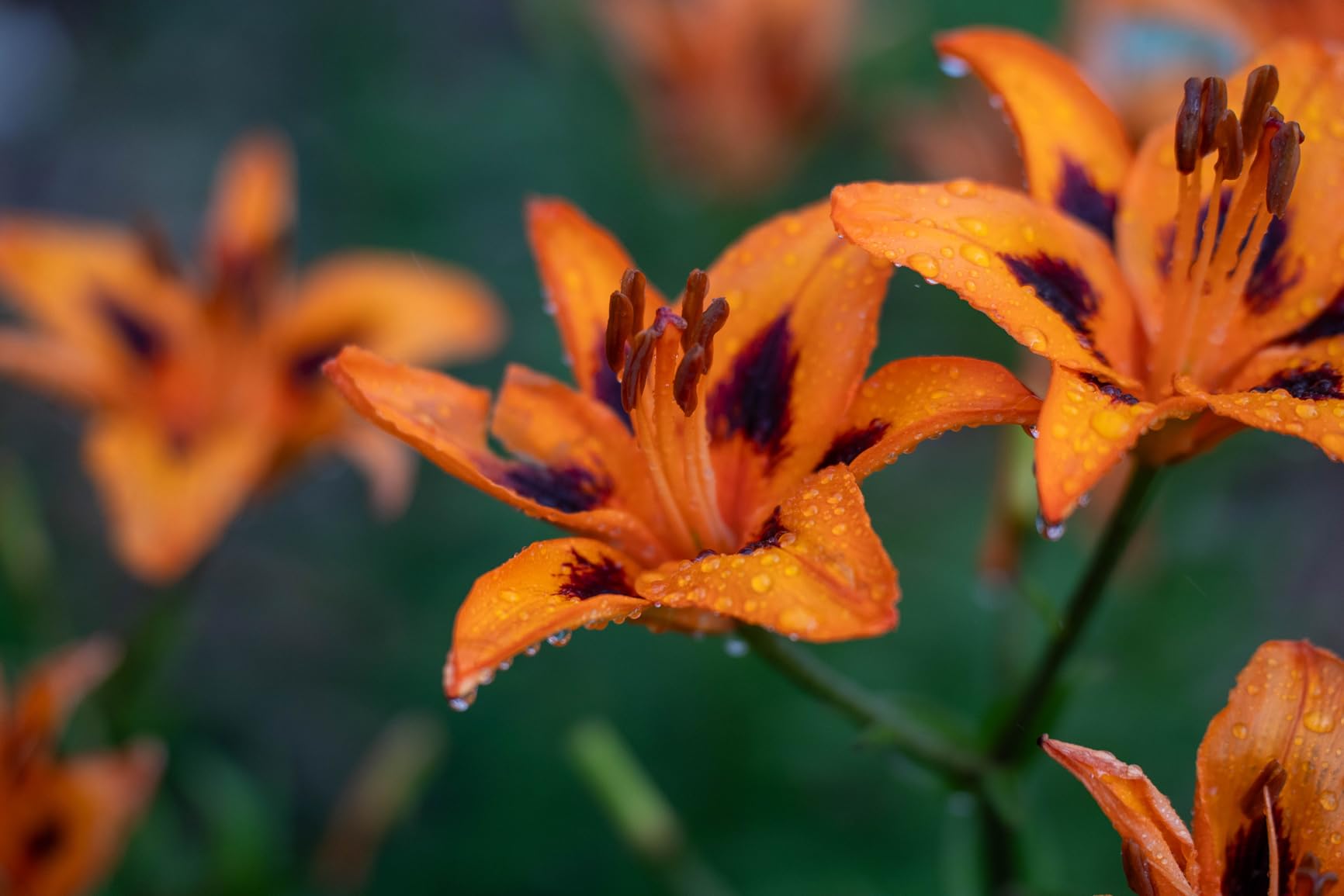 Tamron 35-150mm F/2-2.8 Di III VXD for Sony E-Mount Full Frame/APS-C (6 Year Limited USA Warranty) - Customer Photo 2