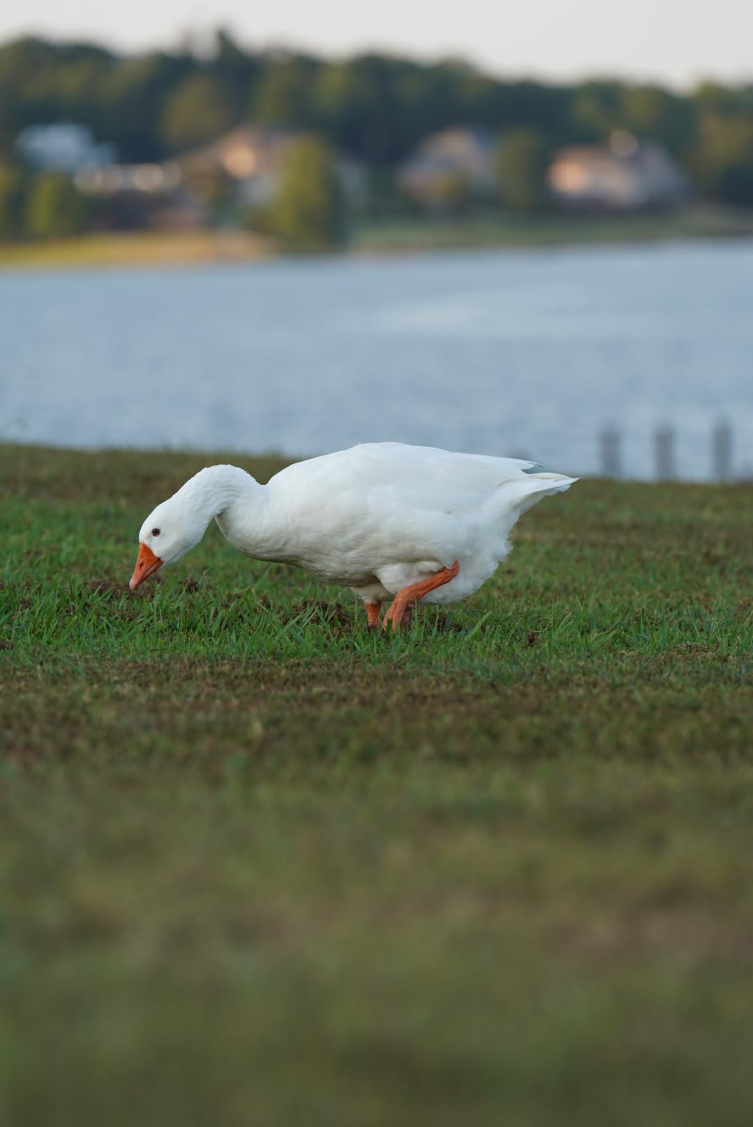 Sony FE 70-200mm F2.8 GM OSS II Full-Frame Constant-Aperture Telephoto Zoom G Master Lens Customer Review Sony FE 70-200mm F2.8 GM OSS II Full-Frame Constant-Aperture Telephoto Zoom G Master Lens - Customer Photo 3