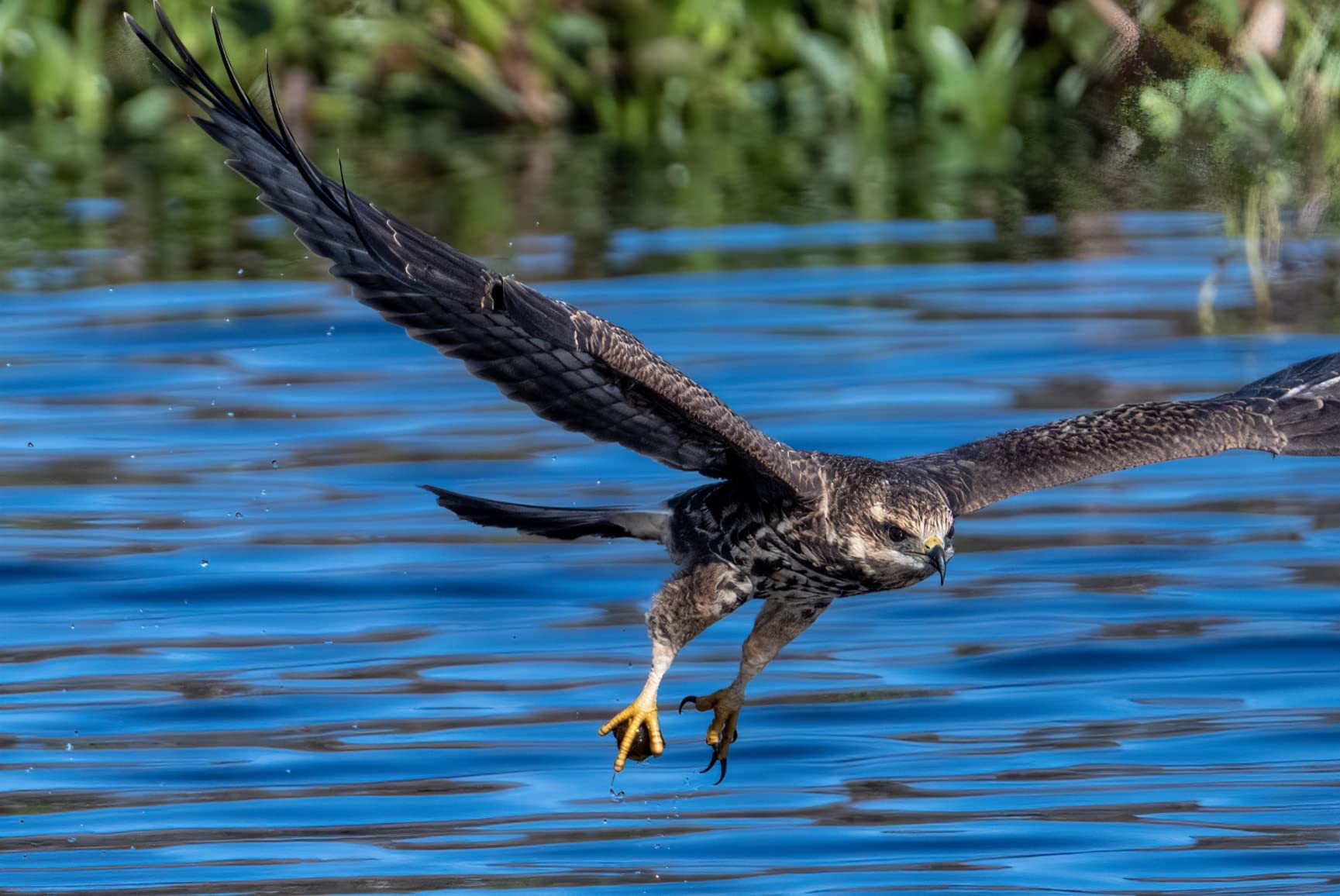 NIKKOR Z 100-400mm VR S | Premium versatile telephoto zoom lens with image stabilization for Z series mirrorless cameras (compatible with teleconverters) | Nikon USA Model - Customer Photo 1