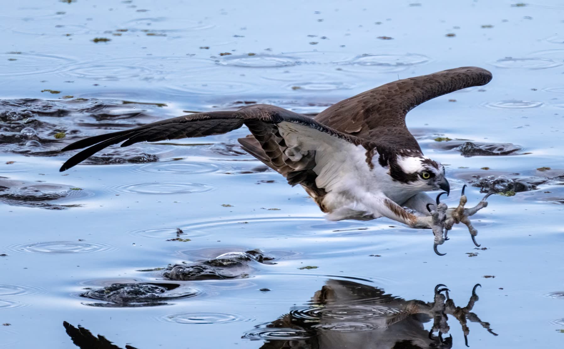 NIKKOR Z 100-400mm VR S | Premium versatile telephoto zoom lens with image stabilization for Z series mirrorless cameras - Customer Photo 2