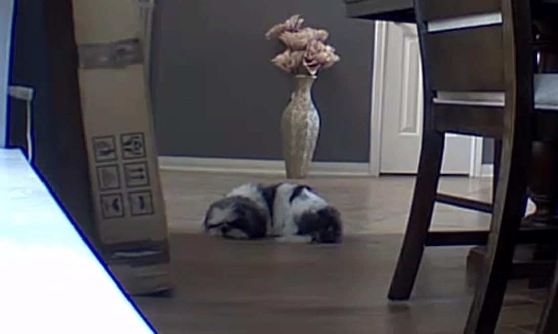 Blink Mini Pan-Tilt Camera (newest model), Rotating indoor plug-in smart security camera, two-way audio, HD video, motion detection, Works with Alexa (White) - Customer Photo 1