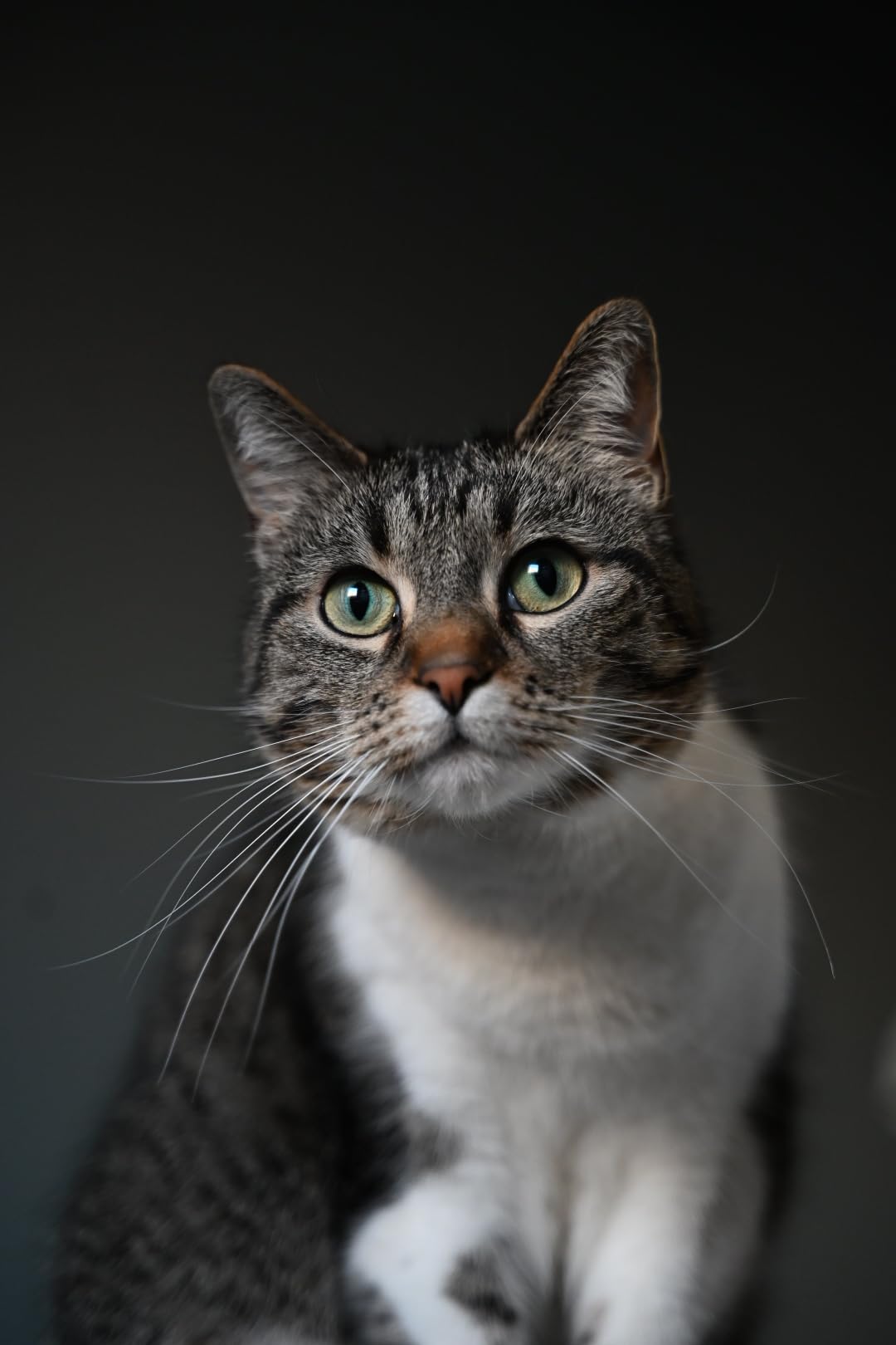 Nikon NIKKOR Z 28-75mm f/2.8 - Customer Photo 1