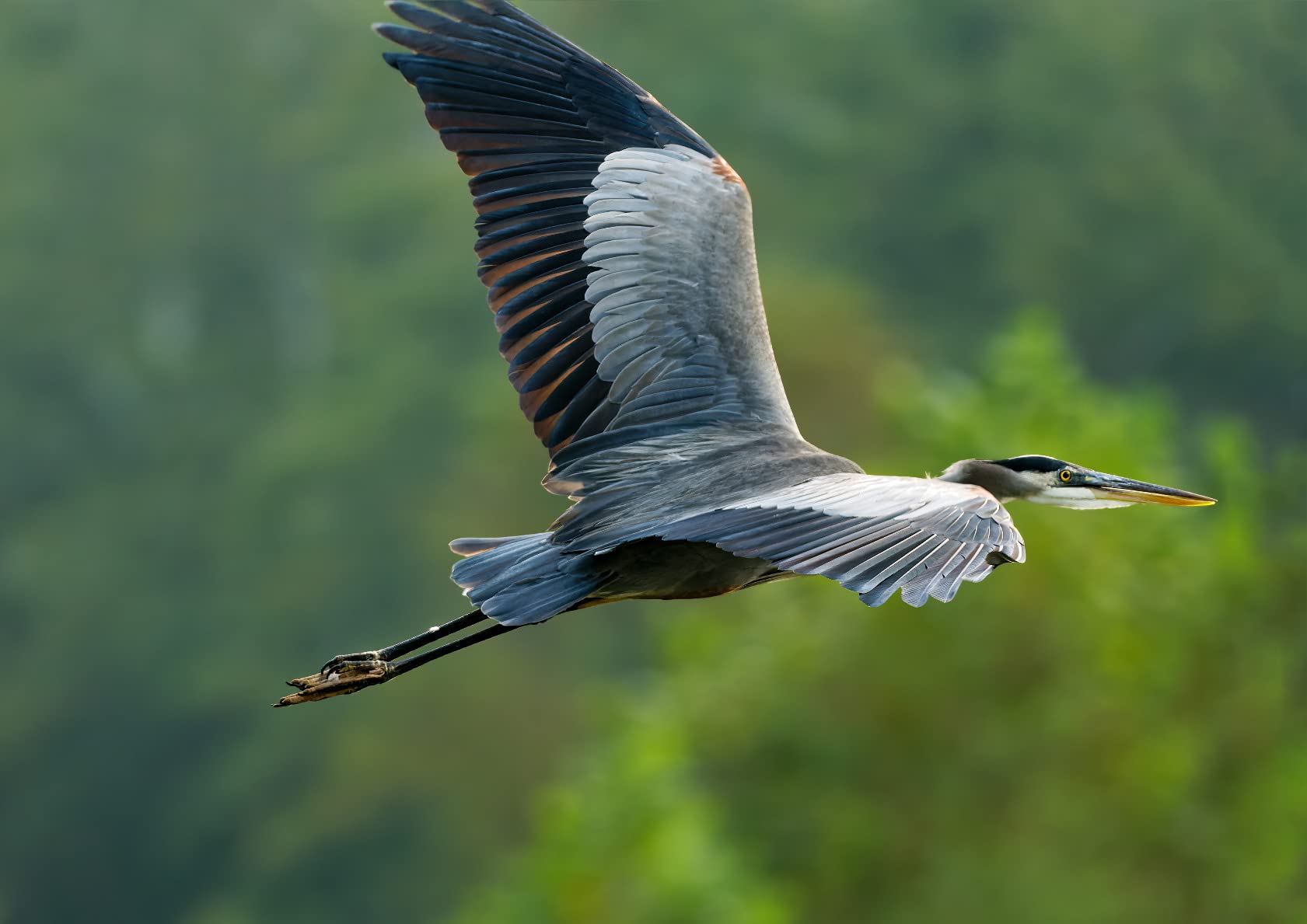 Olympus OM-1 Micro Four Thirds System Camera 20MP BSI Stacked Sensor Weather Sealed Design 5-Axis Image Stabilization 120fps sequential Shooting, Black - Customer Photo 1