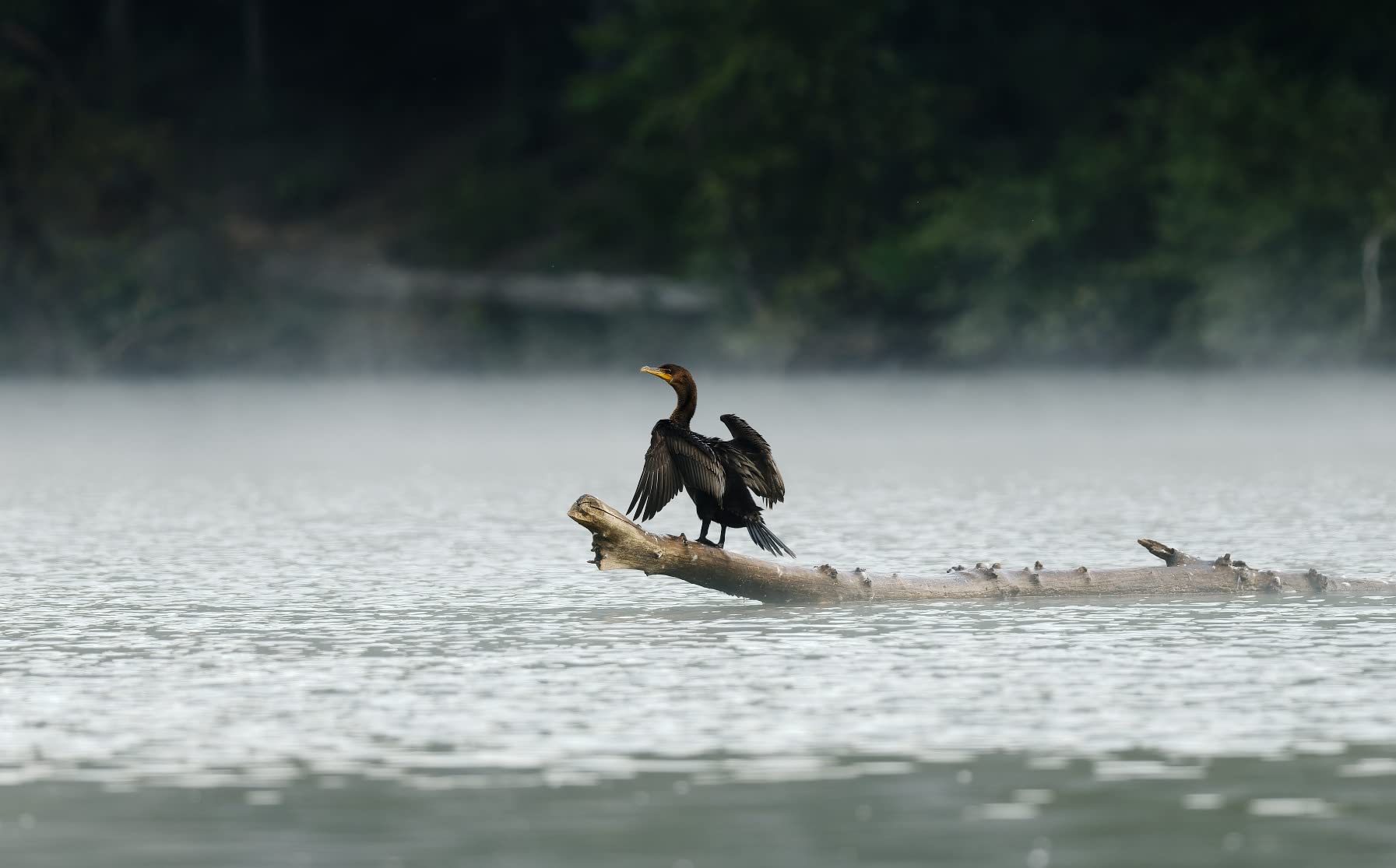 OM SYSTEM Olympus OM-1 Micro Four Thirds System Camera 20MP BSI Stacked Sensor Weather Sealed Design - Customer Photo 5