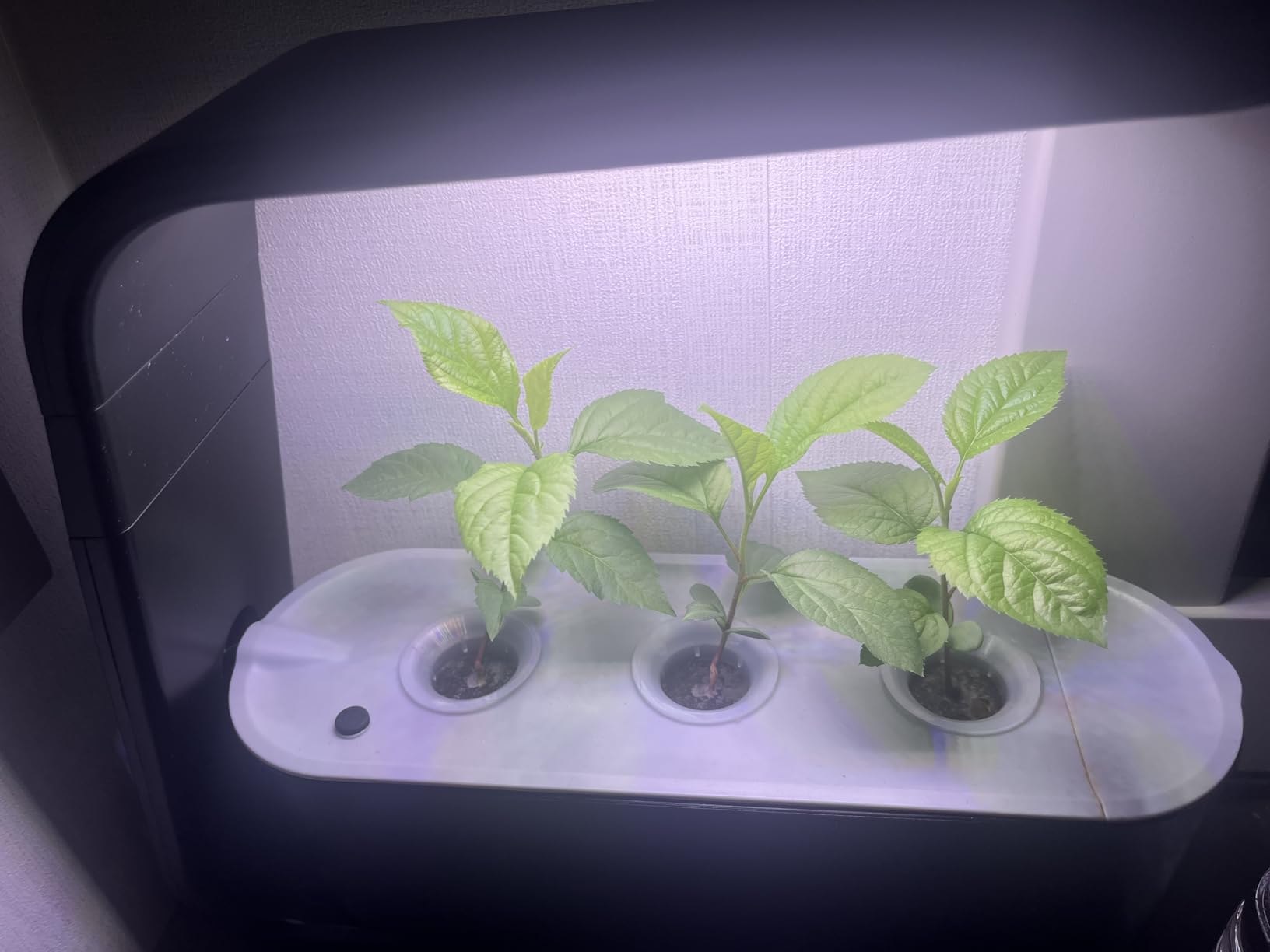 AeroGarden Sprout with Gourmet Herb Seed Pod Kit - Indoor Garden with LED Grow Light, Cool Gray - Customer Photo 1