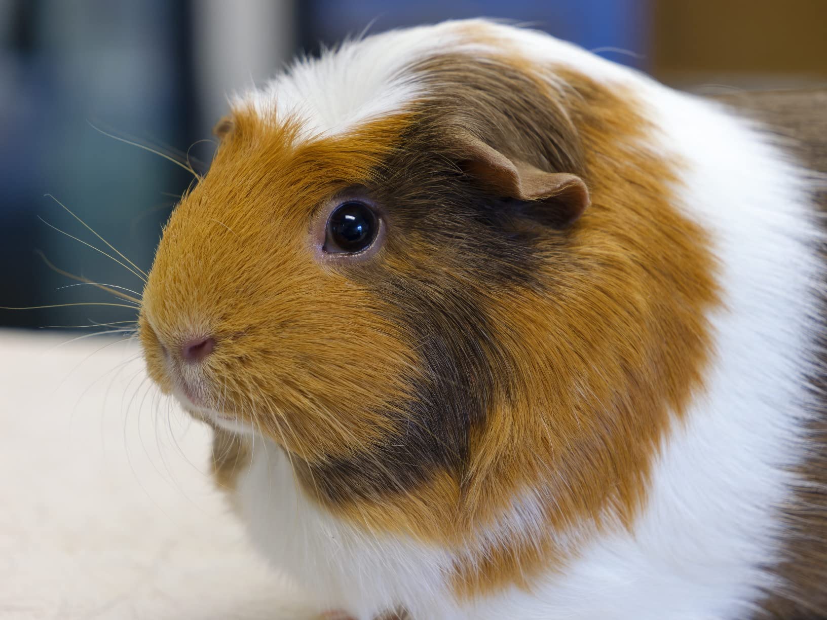 Panasonic LUMIX GH6, 25.2MP Mirrorless Micro Four Thirds Camera with Unlimited C4K/4K 4:2:2 10-bit Video Recording, 7.5-Stop 5-Axis Dual Image Stabilizer – DC-GH6BODY - Customer Photo 1