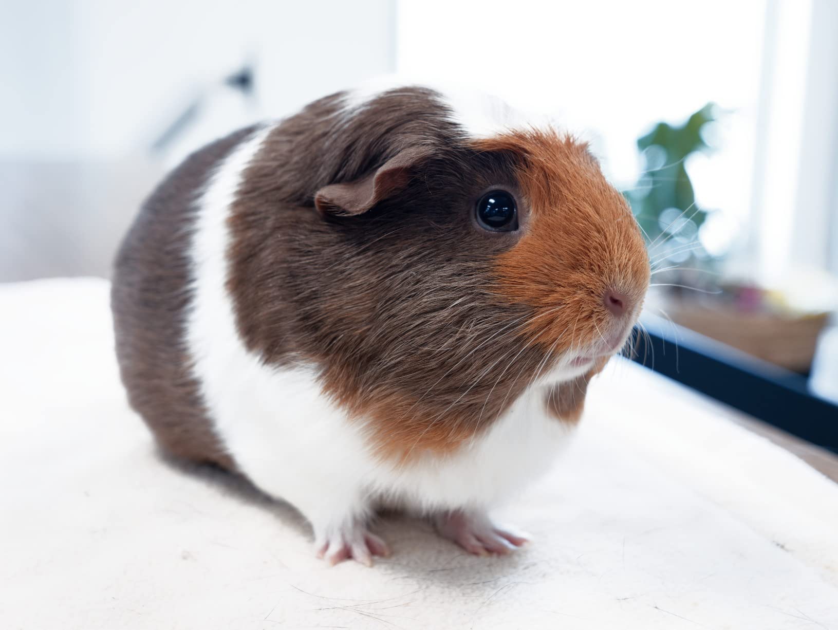 Panasonic LUMIX GH6 Mirrorless Camera with 25.2MP Sensor, 5.7K 60p Video - Customer Photo 2