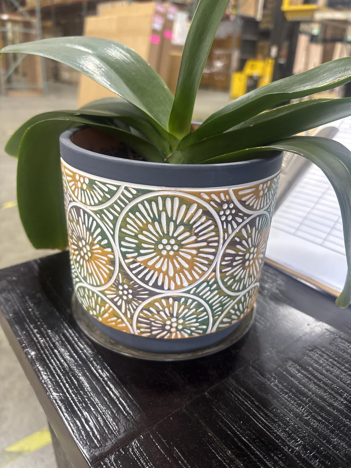 DeeCoo 3 Piece Ceramic Plant pots Indoor Pots Set with Drainage Holes, 5.7/4.7/3.5/inch, Modern Decorative pots Outdoor Plants Lilies, Cacti, Succulents, Snakes, and Bamboo (Blue) Customer Review DeeCoo 3 Piece Ceramic Plant pots Indoor Pots Set with Drainage Holes, 5.7/4.7/3.5/inch, Modern Decorative pots Outdoor Plants Lilies, Cacti, Succulents, Snakes, and Bamboo (Blue) - Customer Photo 1