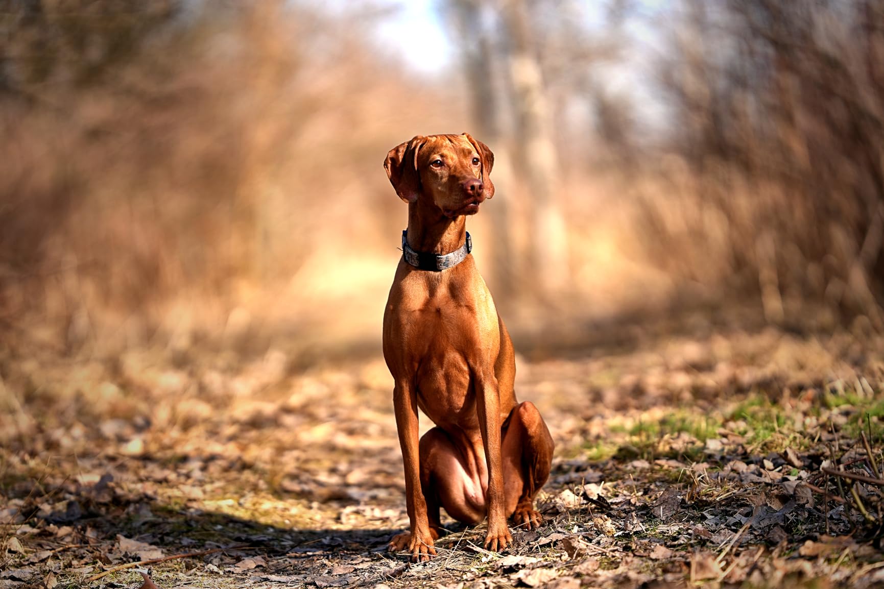 Samyang 135mm F1.8 Full Frame Telephoto Lens for Sony E – Ultra-Sharp Autofocus, Gorgeous Bokeh, Weather Sealed, Quiet STM Motor, Eye AF Support, Ideal for Astrophotography & Portrait - Customer Photo 1