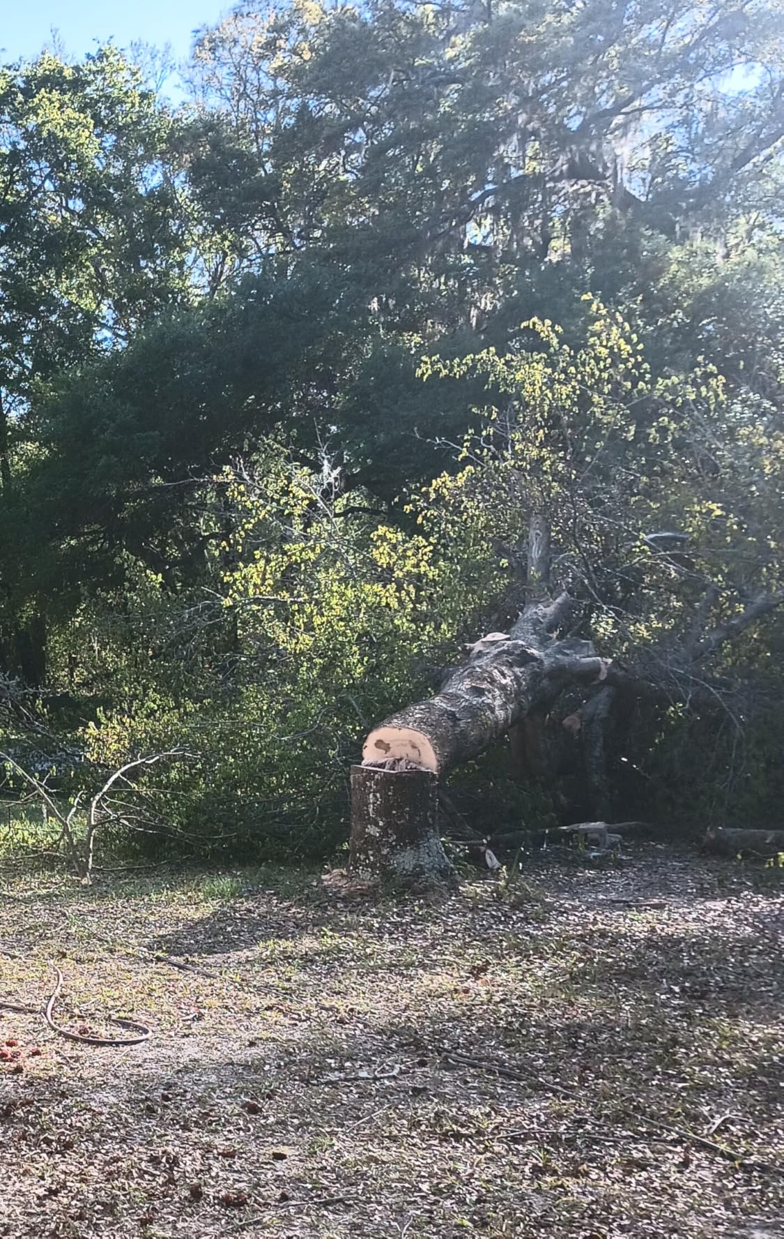 DEWALT 60V MAX Cordless Chainsaw, 18 in., Tool Only (DCCS672B) Customer Review DEWALT 60V MAX Cordless Chainsaw, 18 in., Tool Only (DCCS672B) - Customer Photo 1