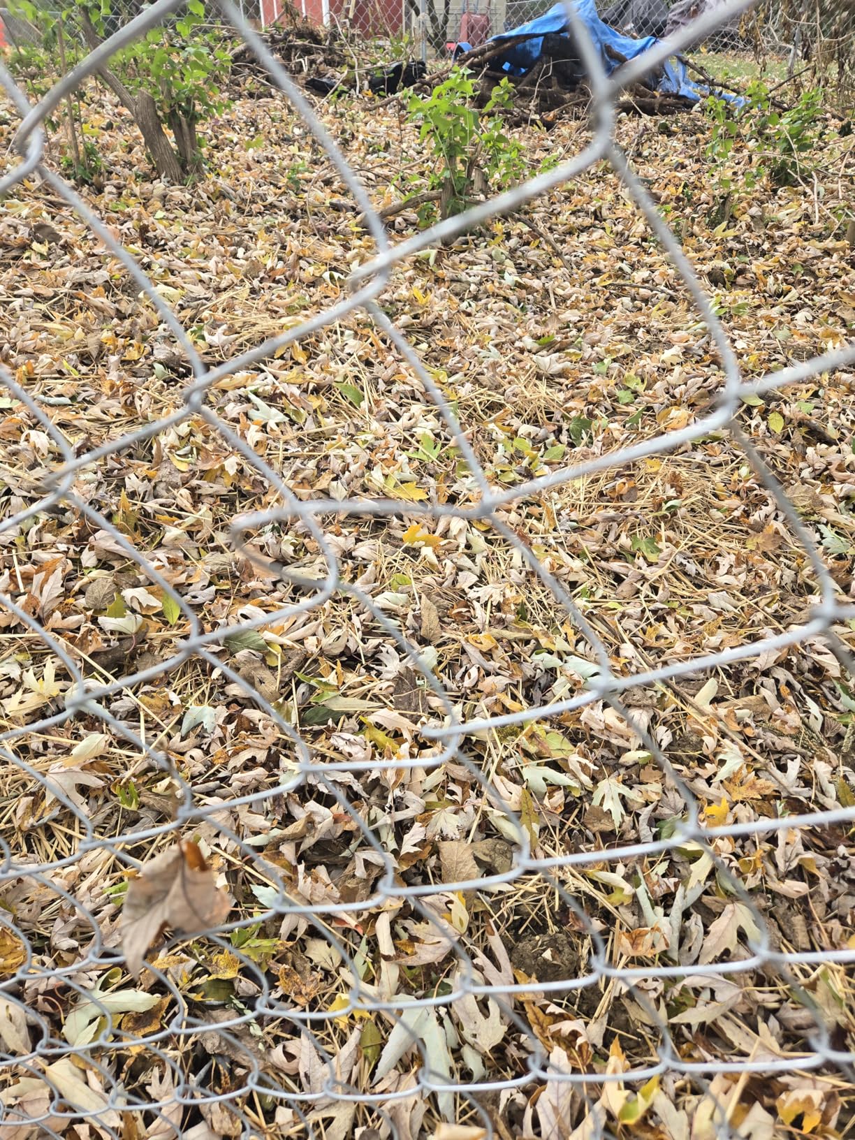 ALEKO Galvanized Steel Chain Link Fence | Complete Kit | 6 x 50 Ft | 11.5-AW Gauge | Silver | KITCLF115G6X50 - Customer Photo 4