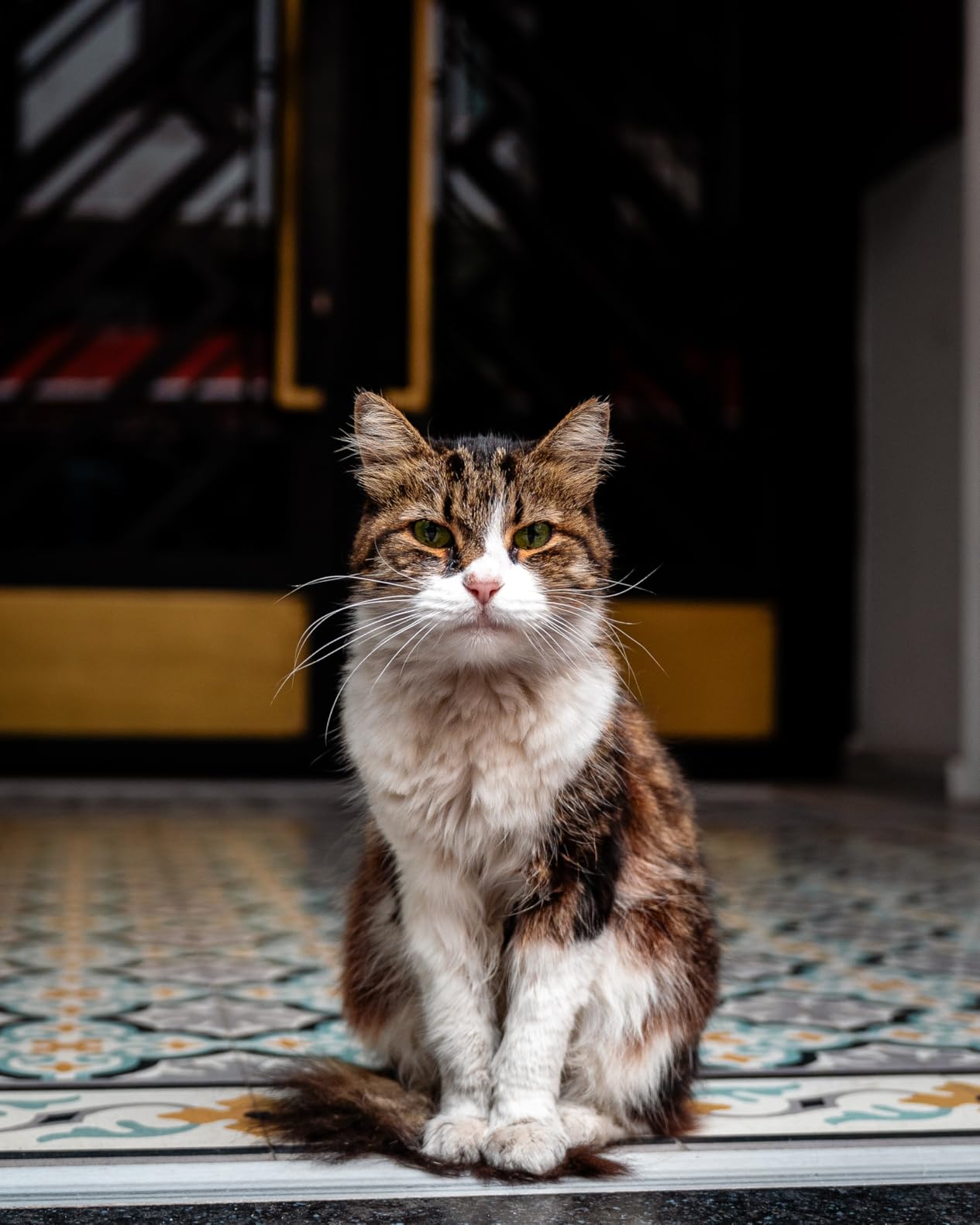 Sony FE 24-70mm F2.8 GM II Lens - Customer Photo 1