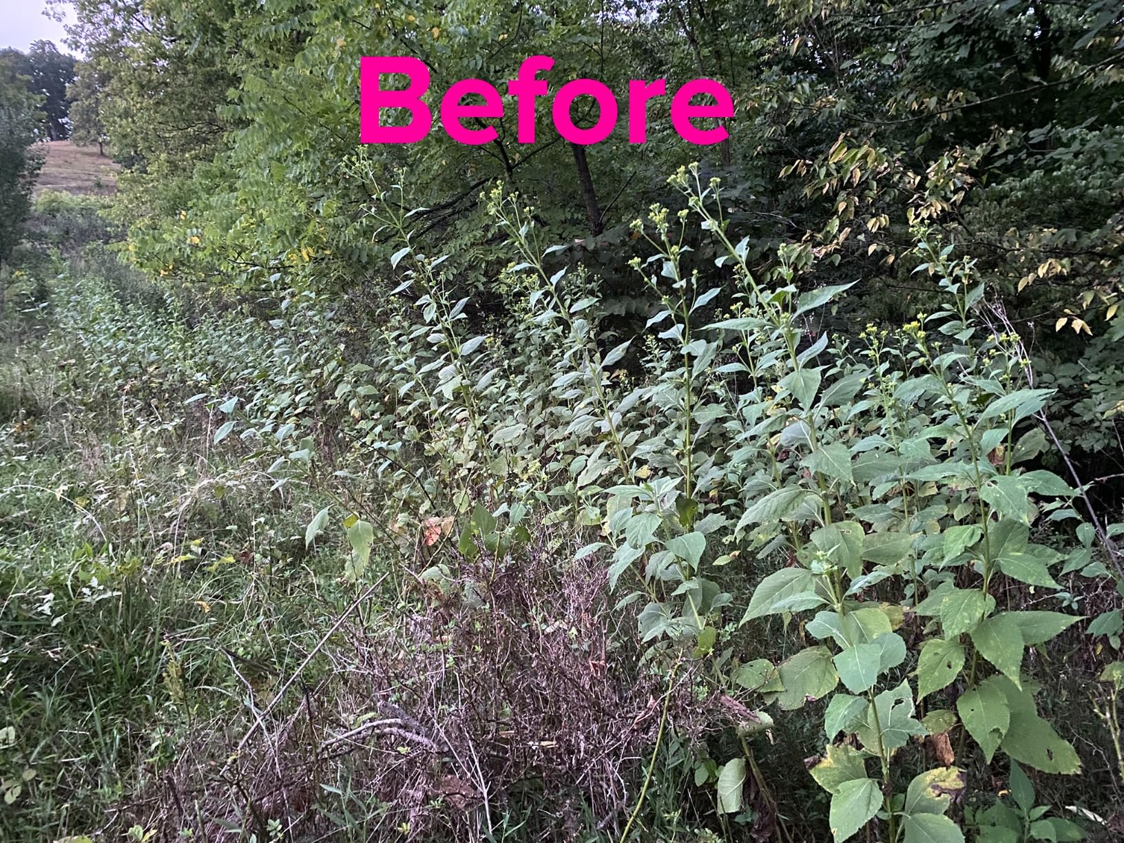 Earthquake Walk Behind String Mower With 160cc Viper 4-Cycle Engine, 22