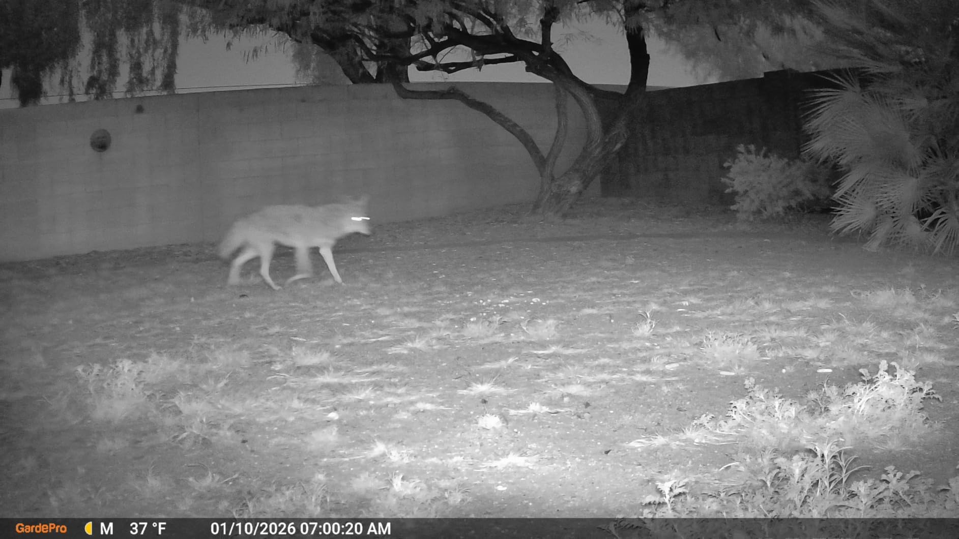GardePro E5S Trail Camera, 64MP Photo & 1296P HD Video customer photo 1